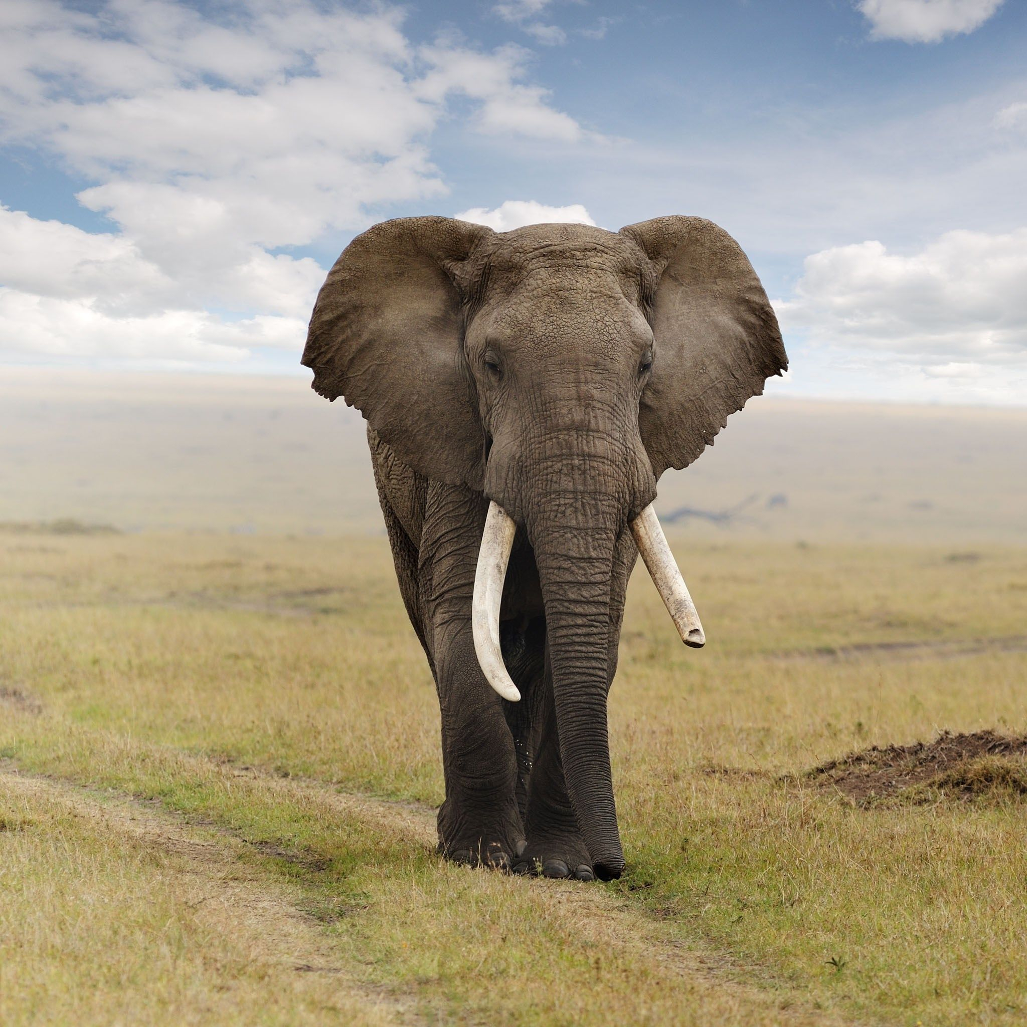 2048x2048 mobile elephant wallpaper | African elephant, Elephant, Elephants photos