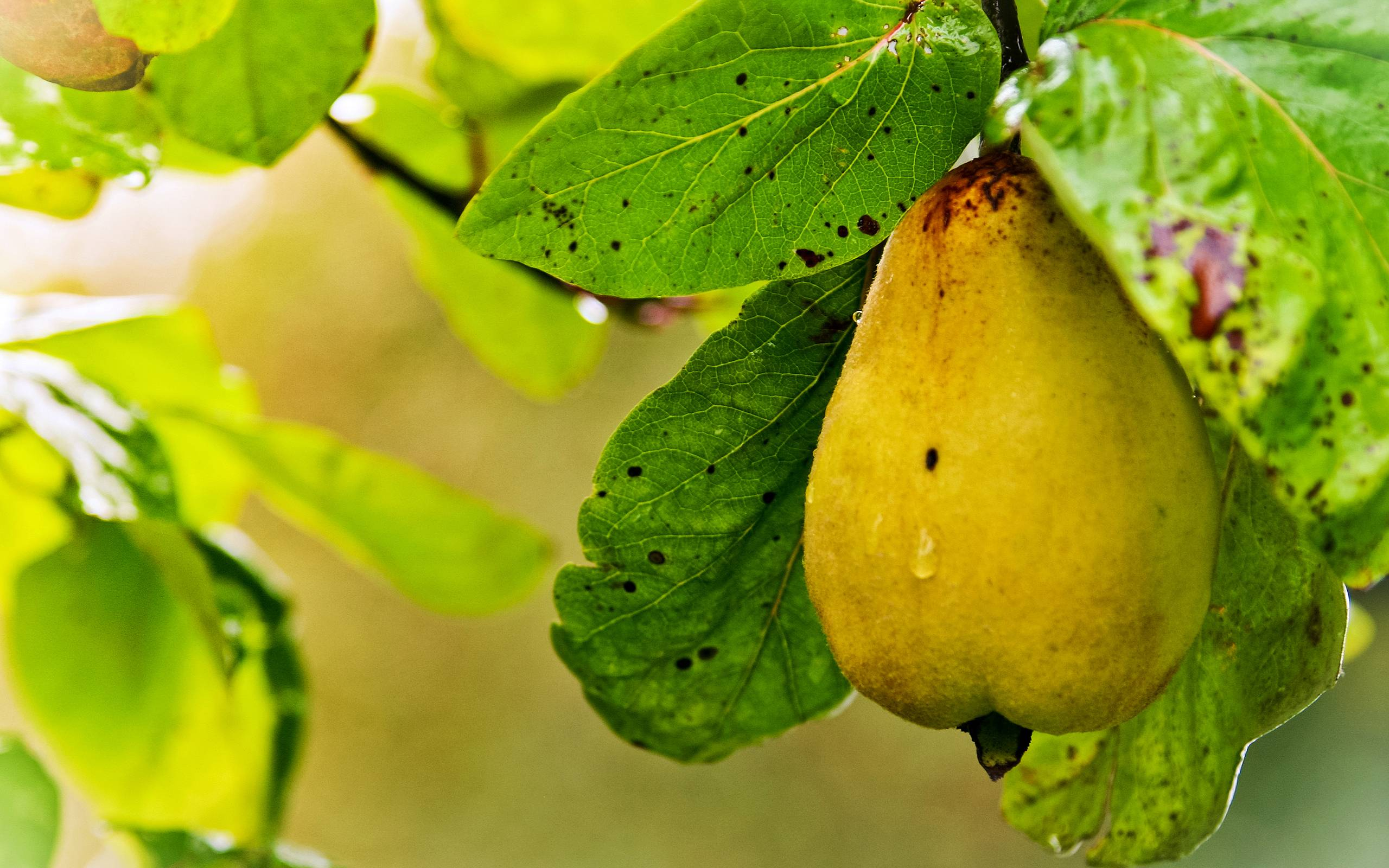 2560x1600 Pear Wallpapers