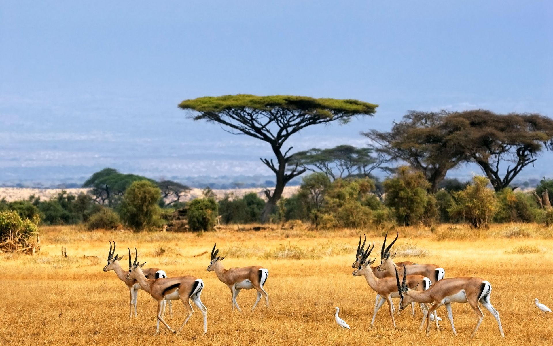 1920x1200 African Safari Wallpapers Top Free African Safari Backgrounds