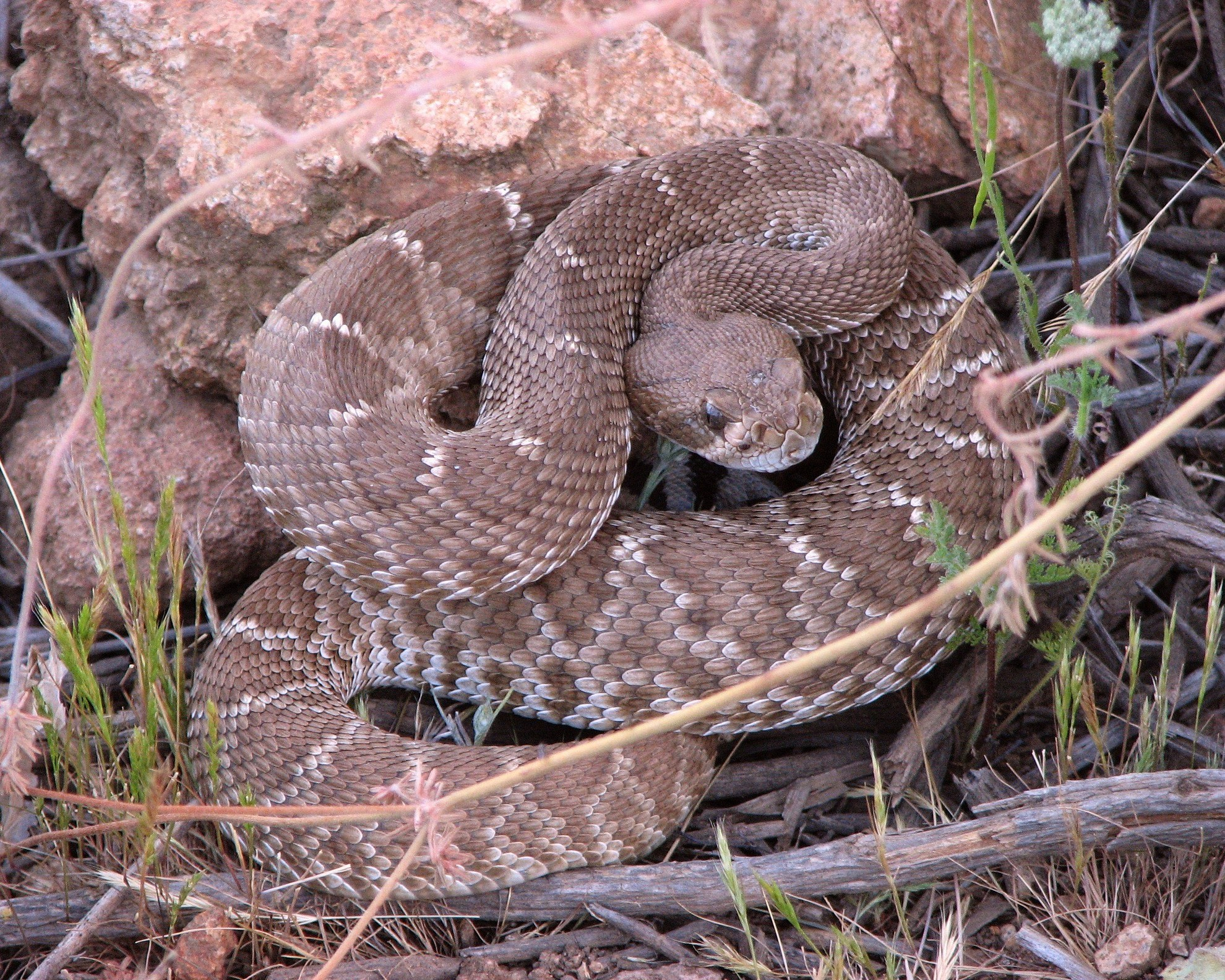 1980x1584 Snake reptile snakes predator rattlesnake gr wallpaper | | 196112