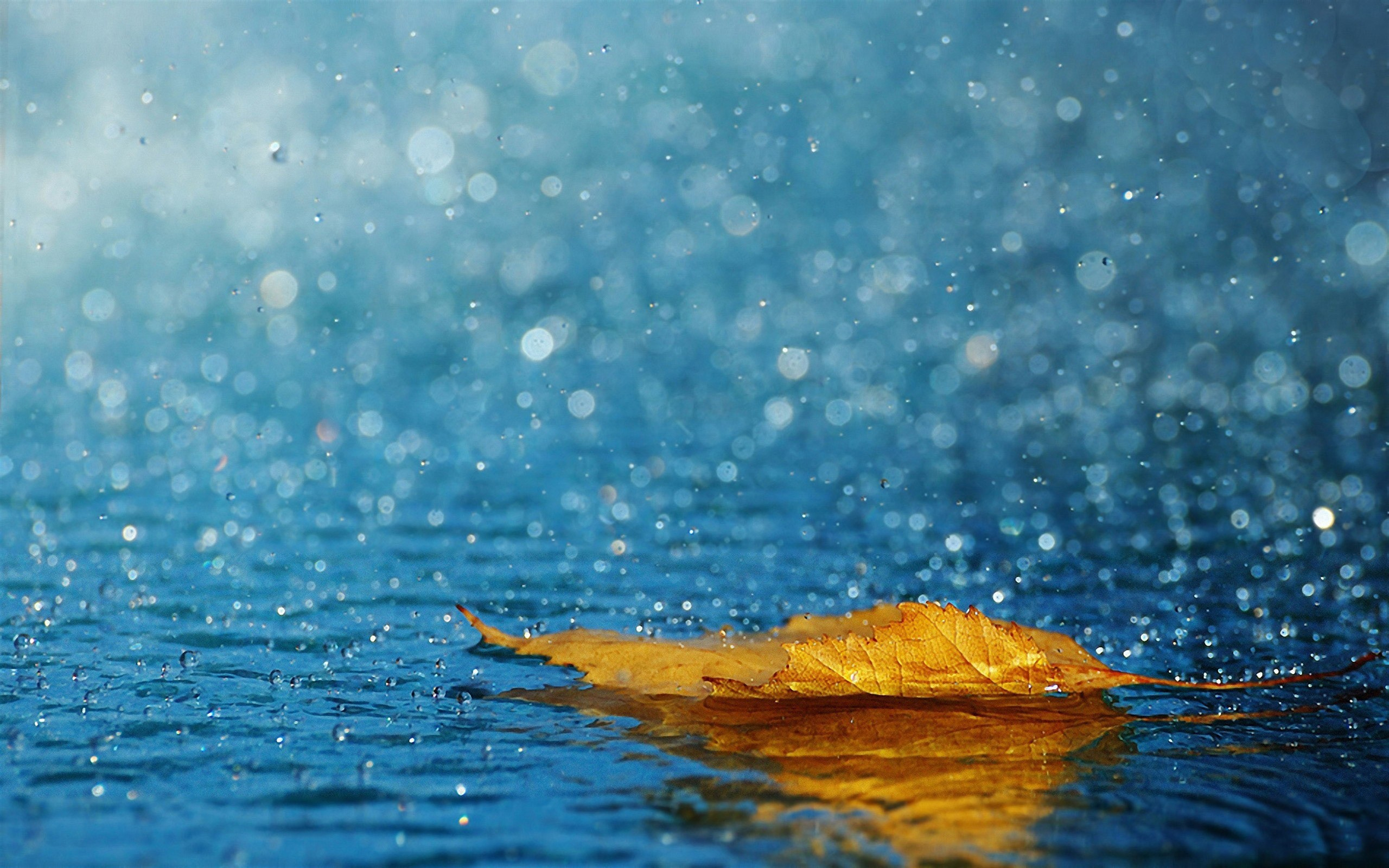 2560x1600 nature, Water, Rain Wallpapers HD / Desktop and Mobile Backgrounds