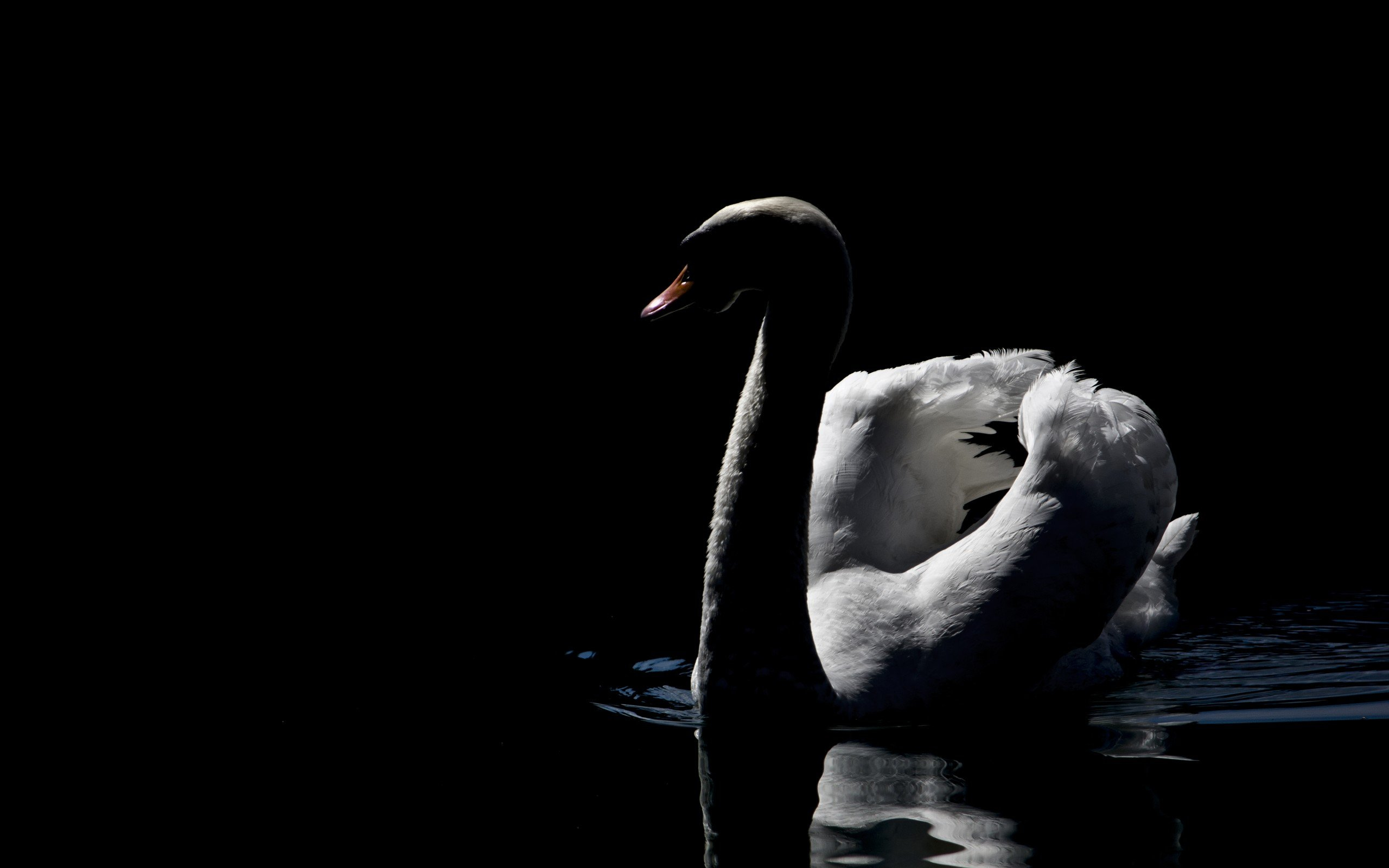 2560x1600 swan, Bird, Beautiful, White, Black, Bw Wallpapers HD / Desktop and Mobile Backgrounds