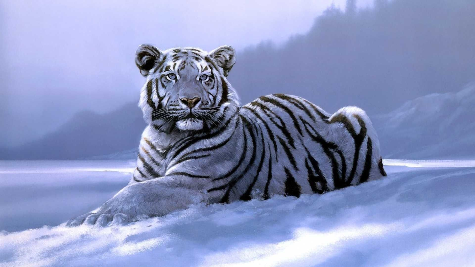 1920x1080 White Tiger Desktop Wallpapers