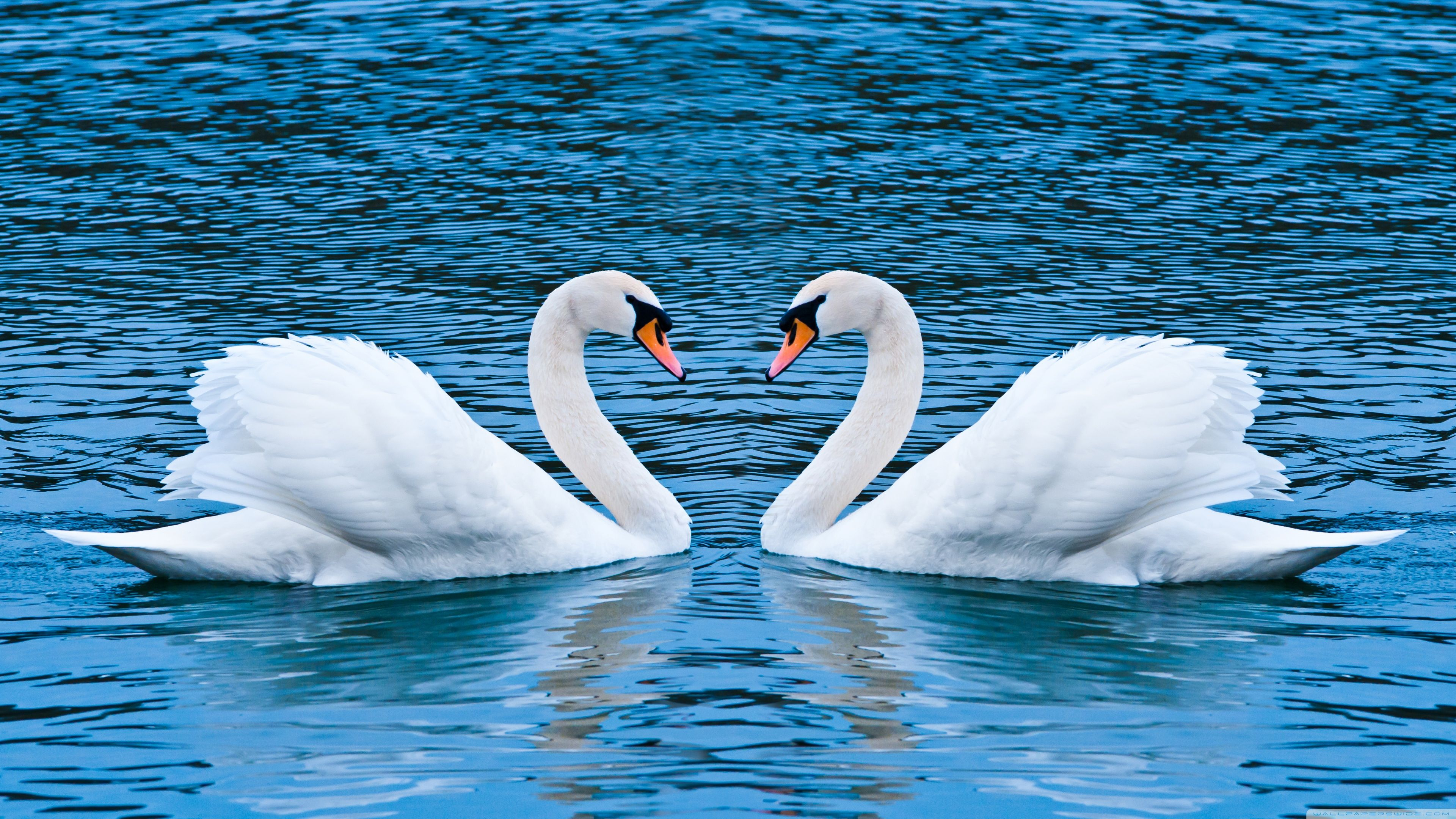 3840x2160 Two Swans HD desktop wallpaper : Widescreen : Fullscreen : Mobile ... | Swan love, Swan wallpaper, Birds wallpaper hd