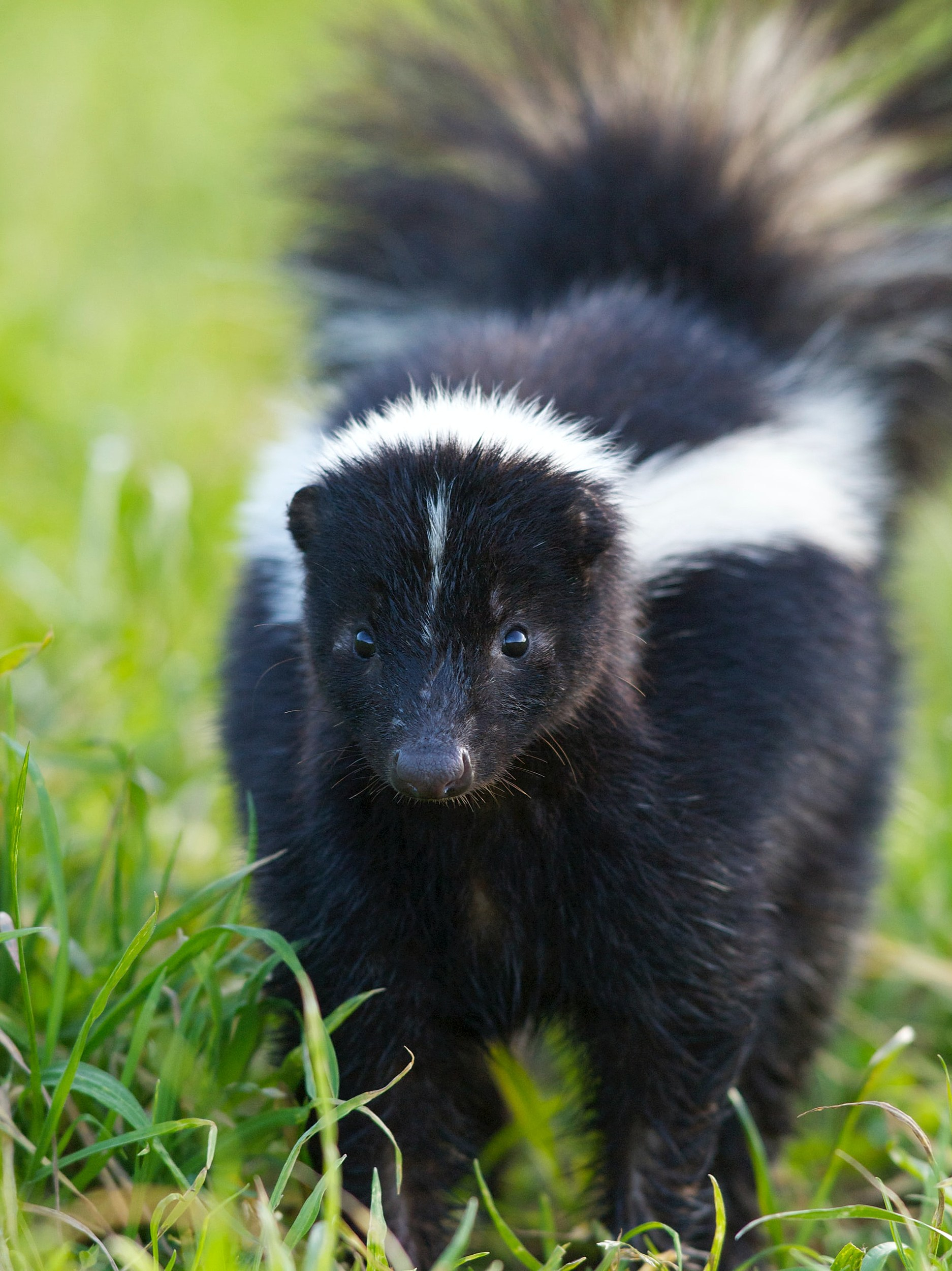1874x2500 Skunks' Role in Environment and How to Get Rid of Spray Smell