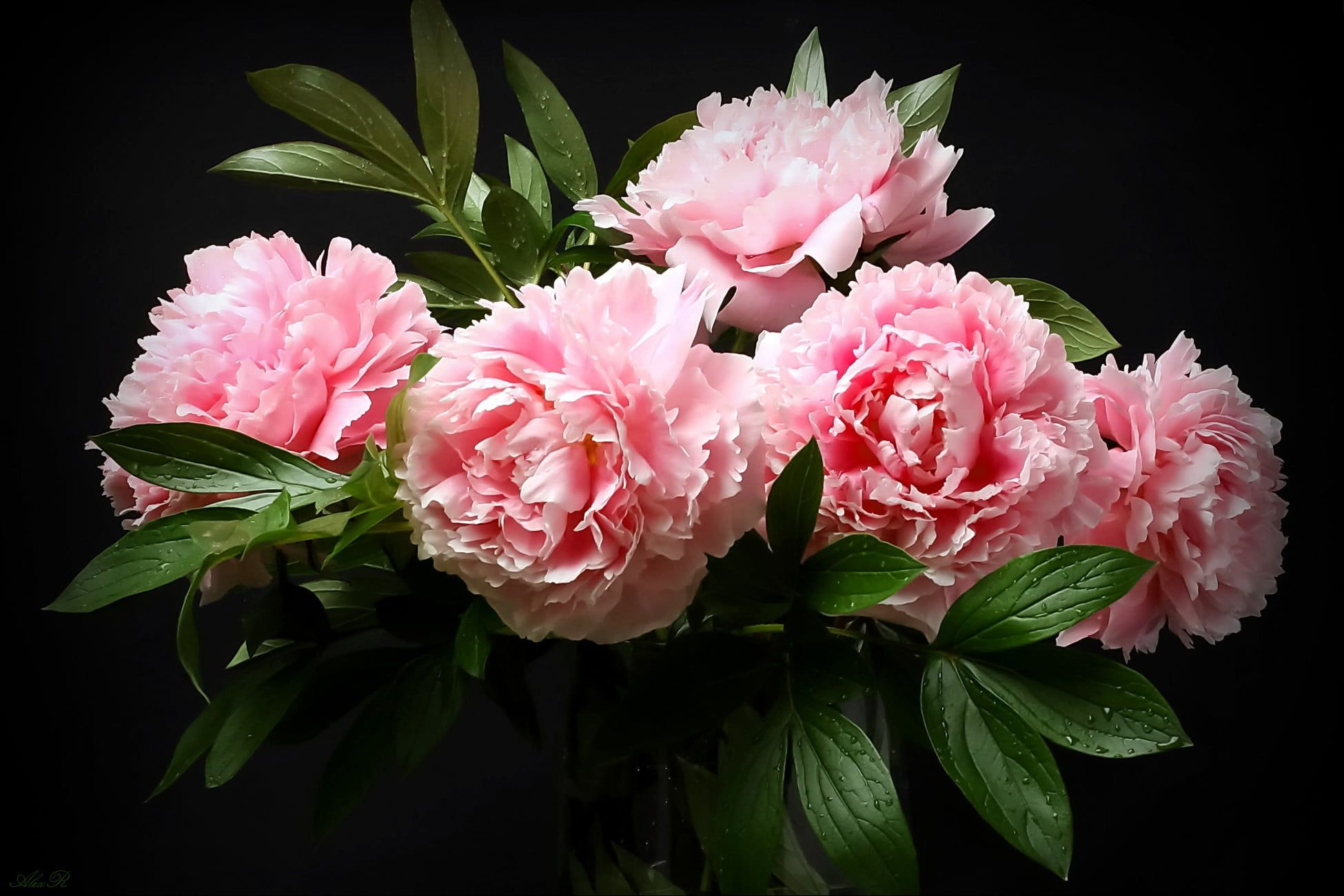 1950x1300 bouquet #pink #peonies the dark background Alexander Razgulyaev #1080P # wallpaper #hdwallpaper #desktop | Peonies, Dark backgrounds, Rose illustrati