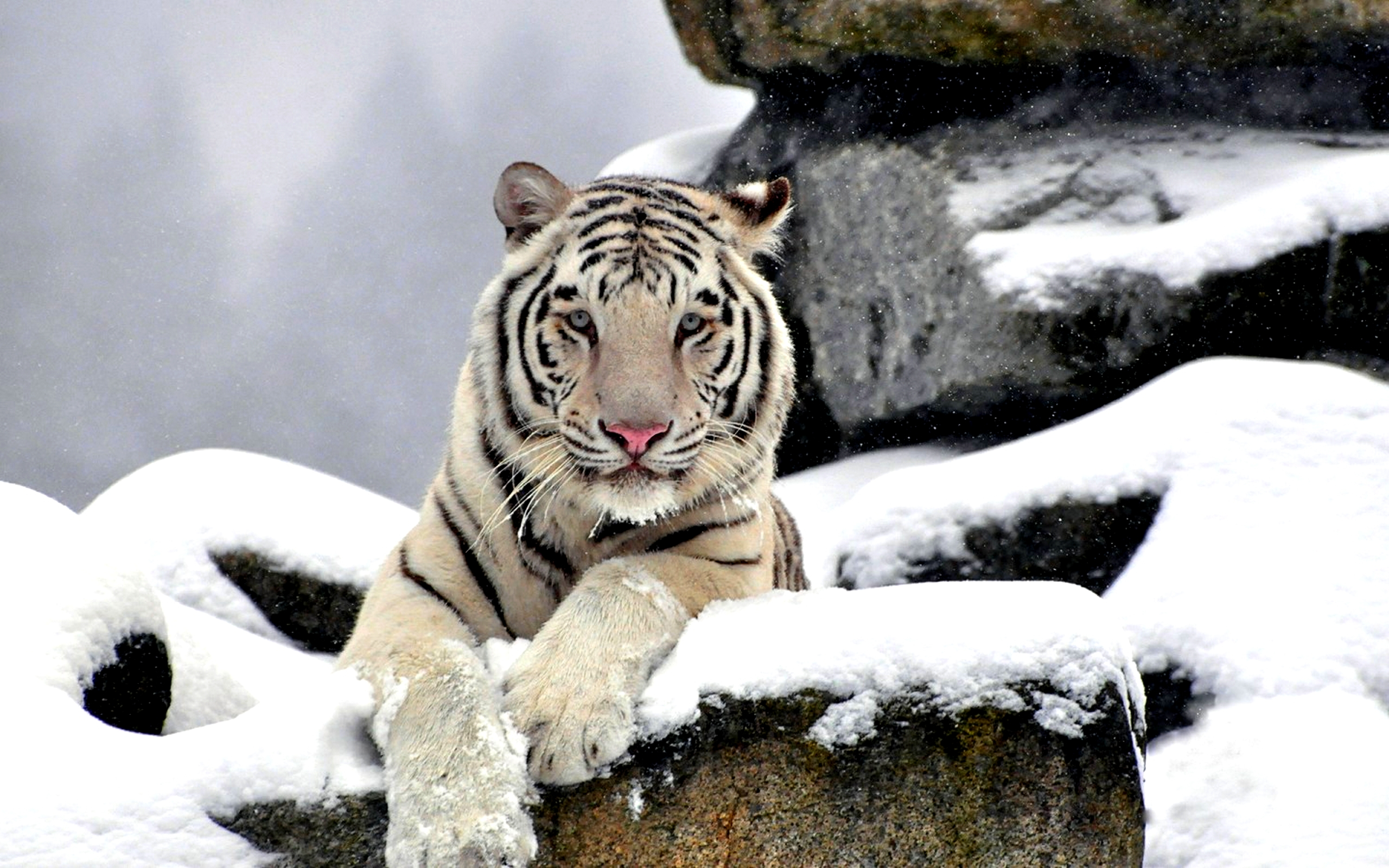 2560x1600 White Tiger HD Wallpaper