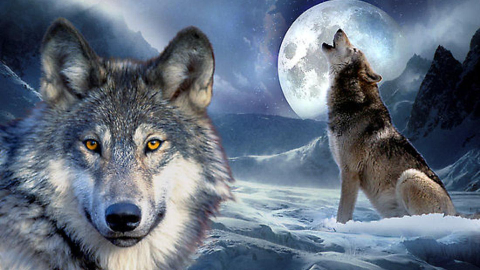 1920x1080 Wolf Howling at Moon | Wolf pictures, Wolf wallpaper, Wolf images