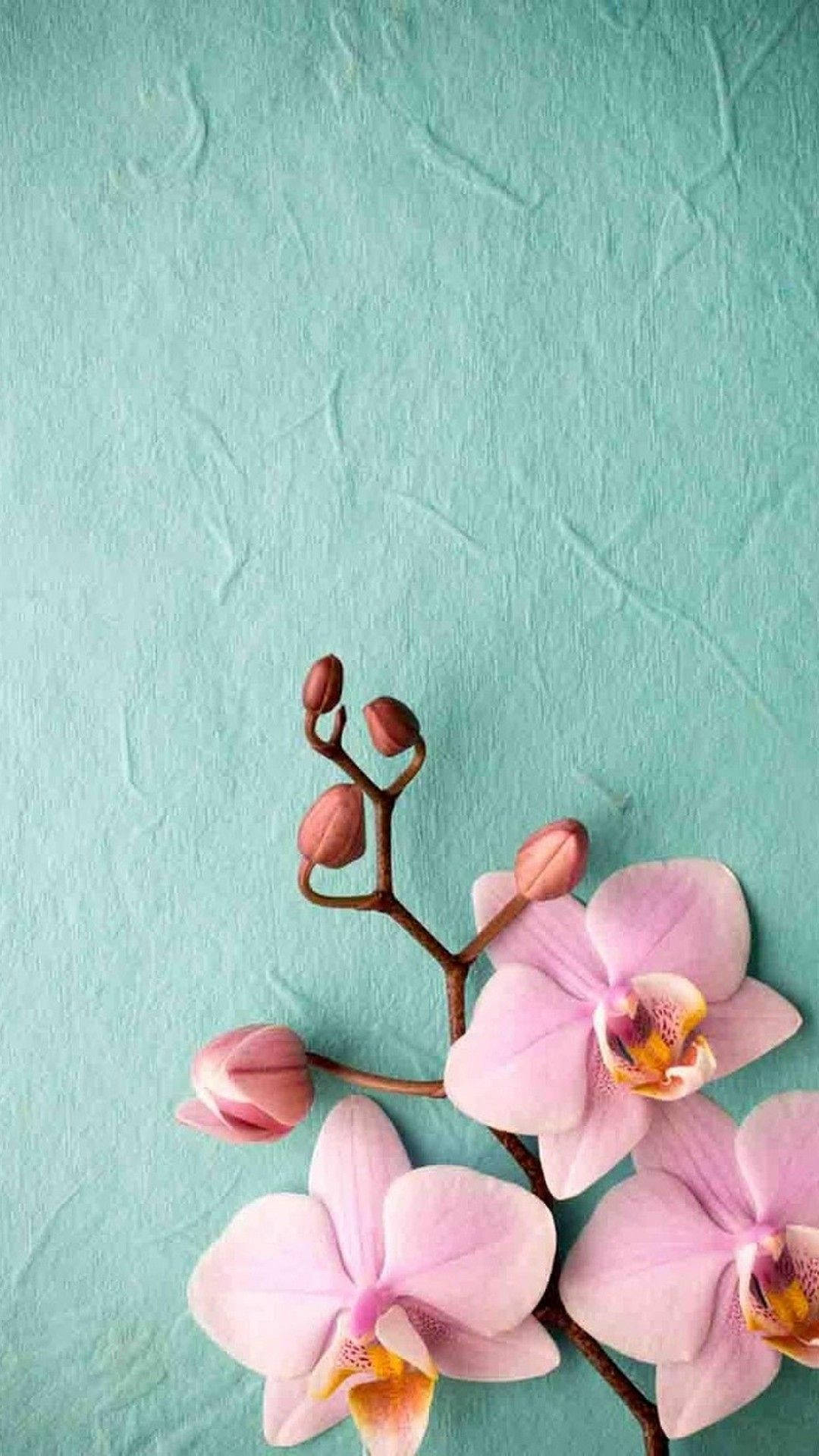 1080x1920 Download Orchid Cell Phone Image Wallpaper