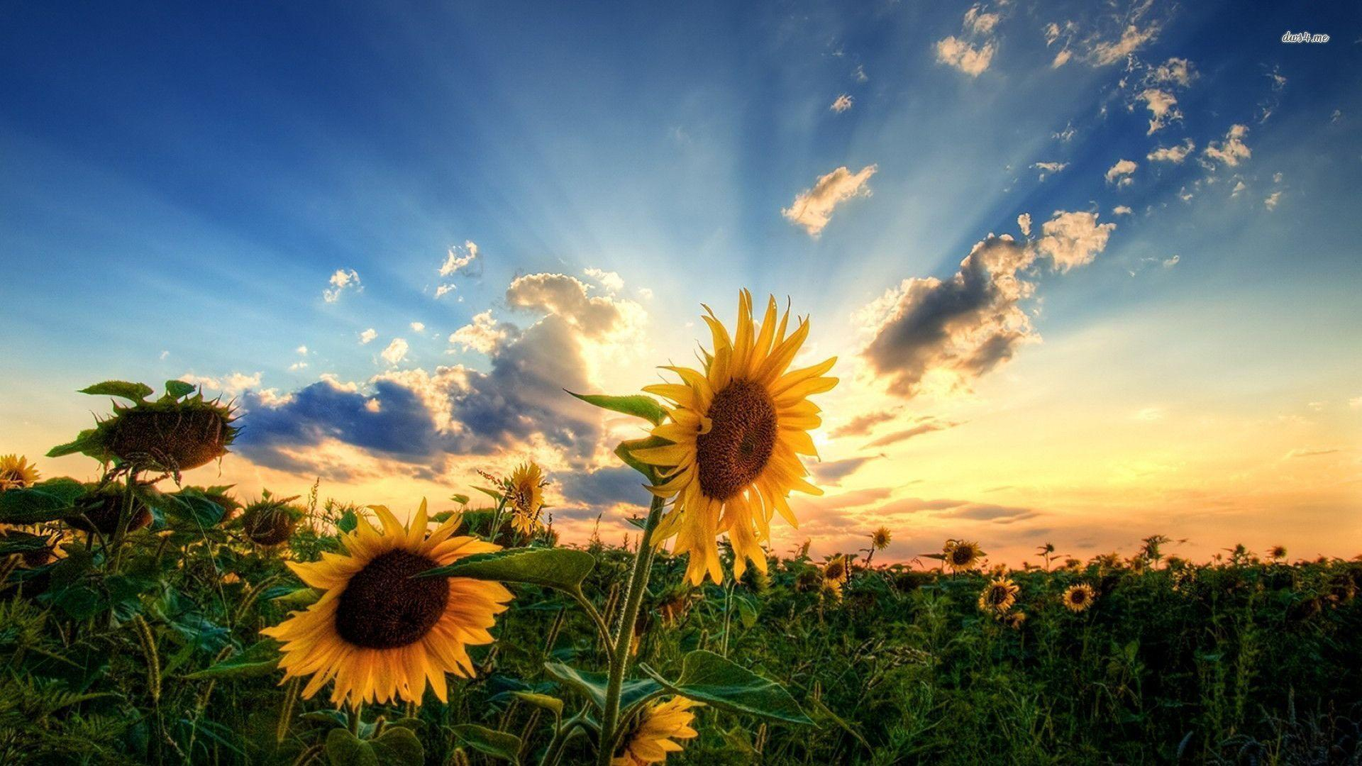 1920x1080 Sunflowers Wallpapers