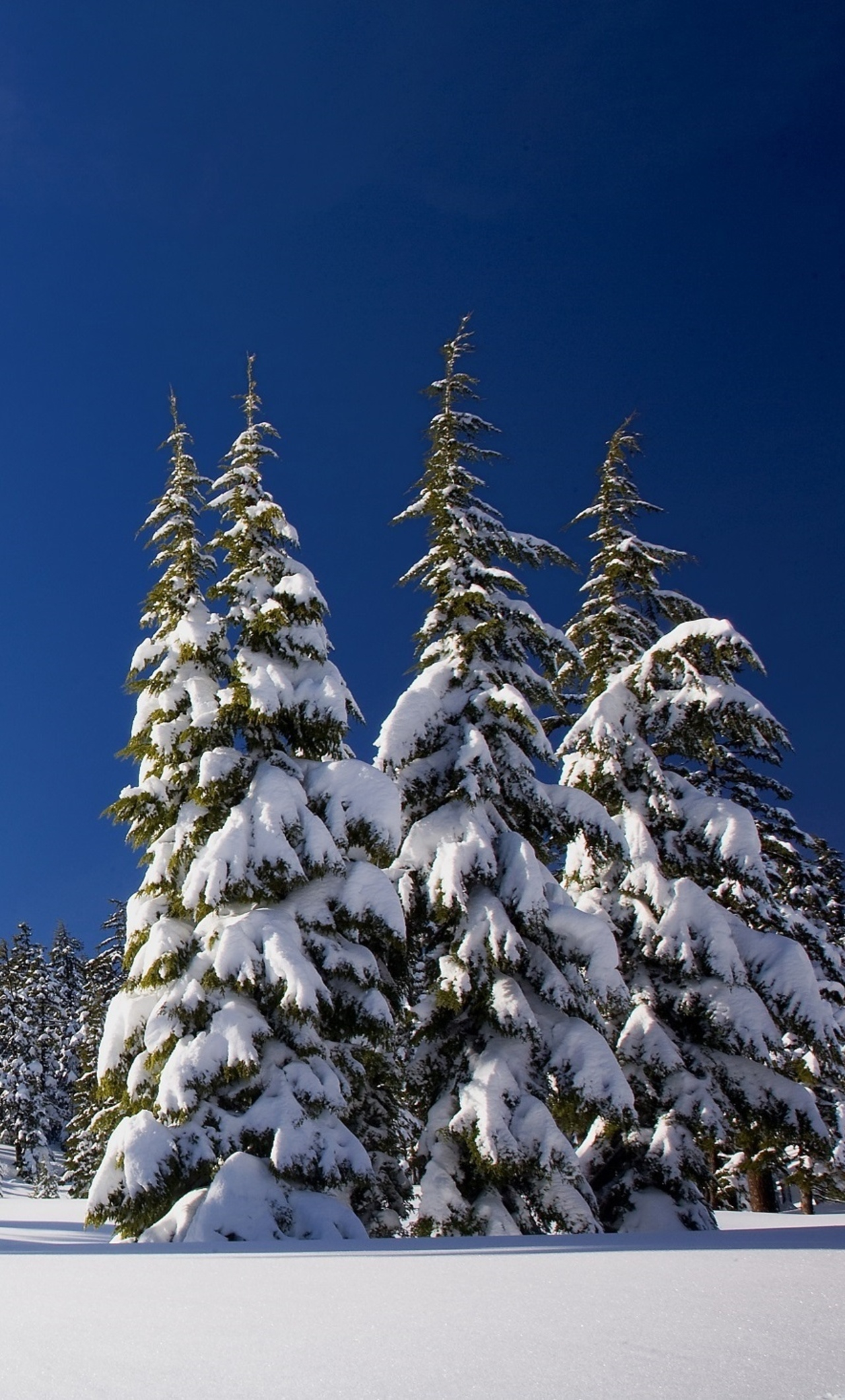 1280x2120 Winter Snow Pine Trees iPhone 6+ HD 4k Wallpapers, Images, Backgrounds, Photos and Pictures