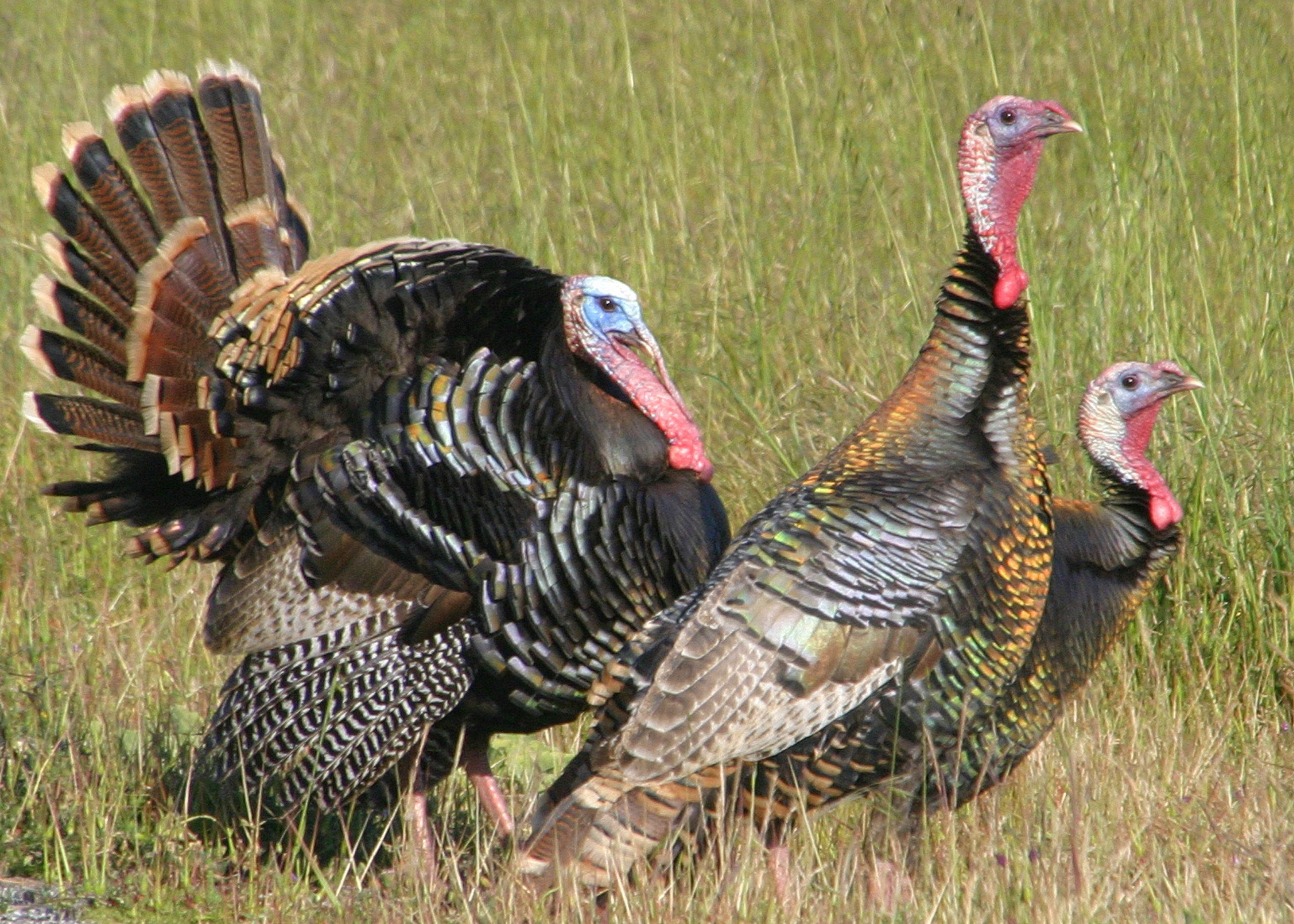 2562x1830 Stori Tori's Blog: So Your Character is a Hunter ... | Wild turkey, Turkey bird, Chickens backyard