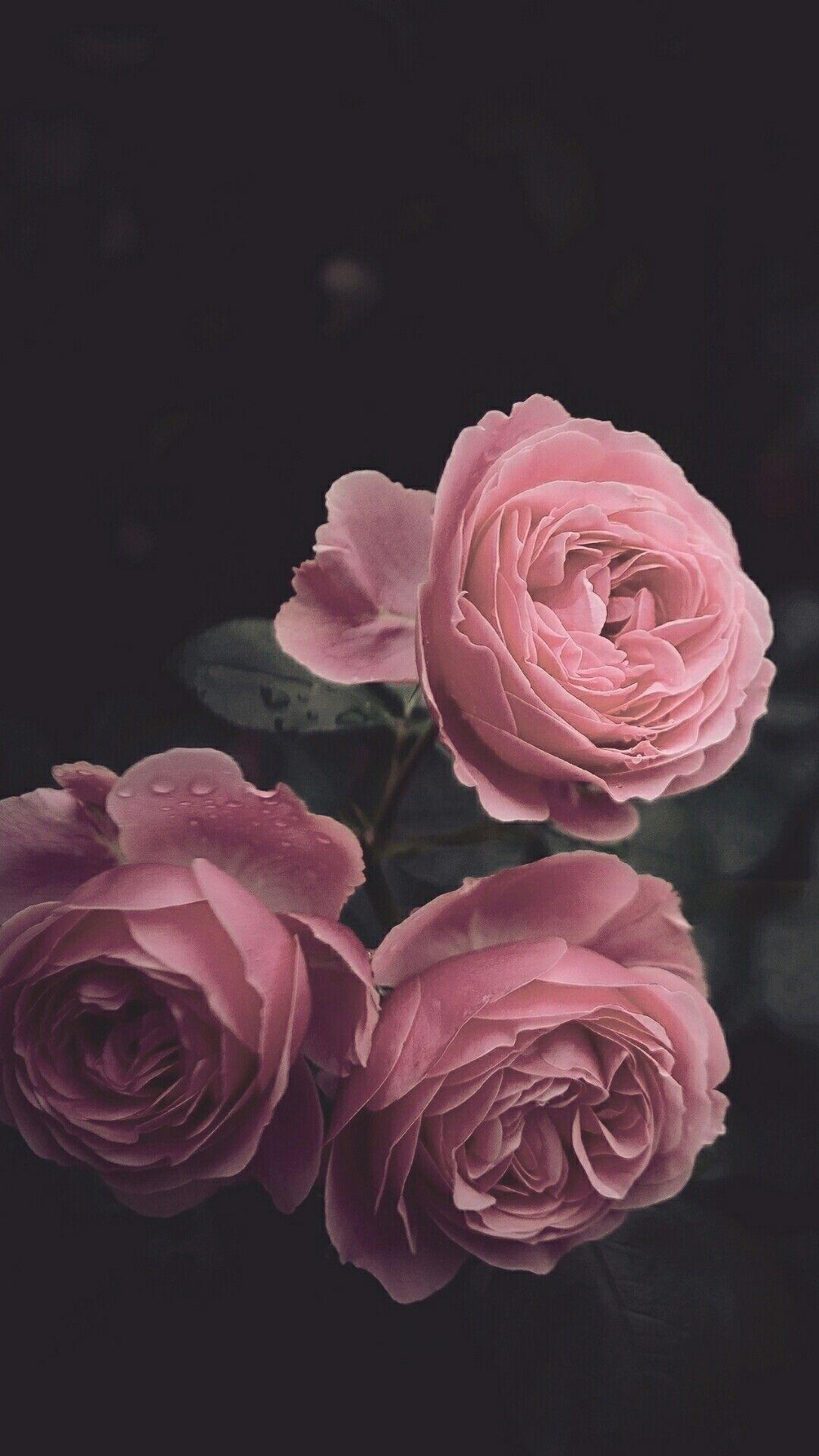 1080x1920 Pink Roses Aesthetic Wallpapers