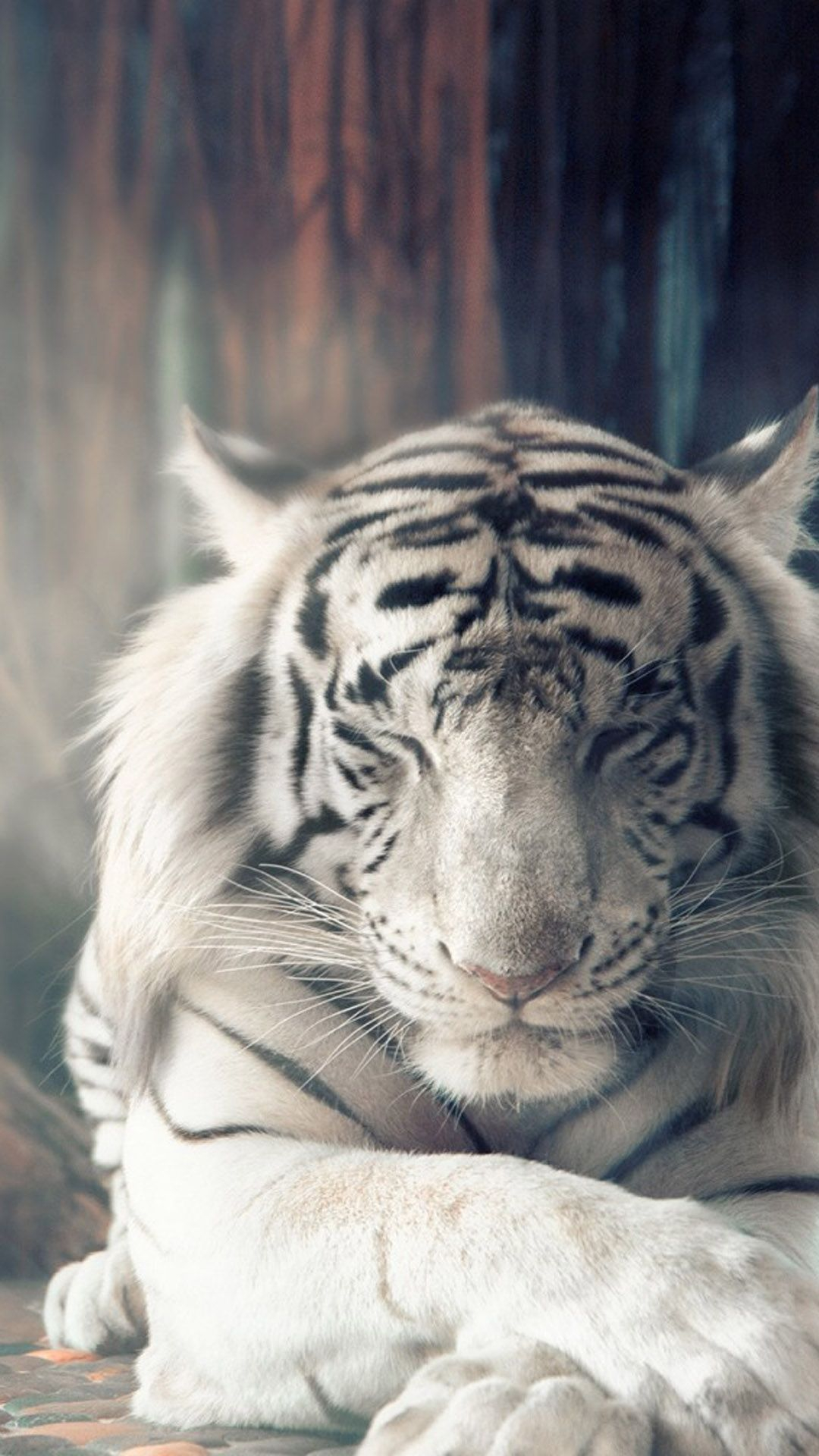 1080x1920 White Tiger iPhone Wallpapers Top Free White Tiger iPhone Backgrounds