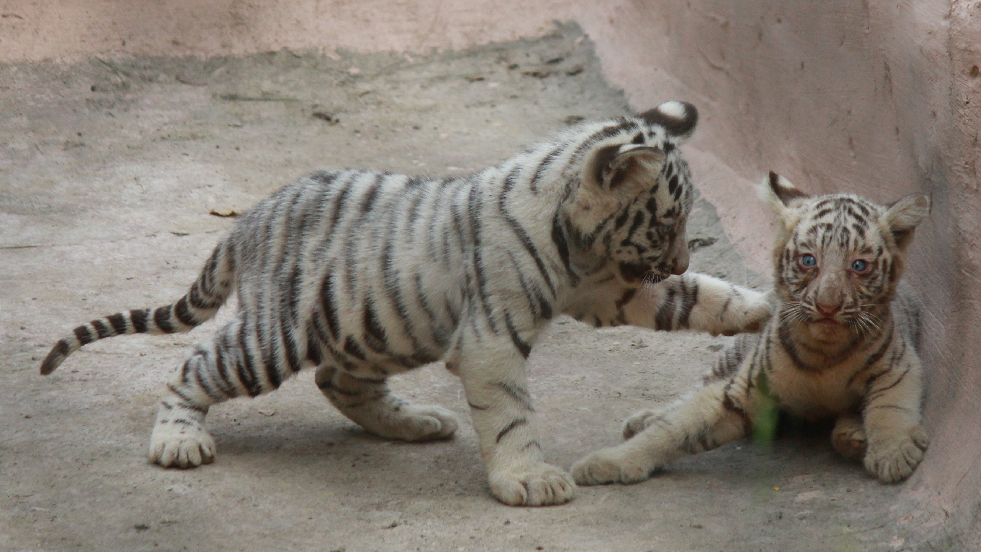 1920x1080 White tiger cubs die at zoo from suspected COVID-19 CGTN