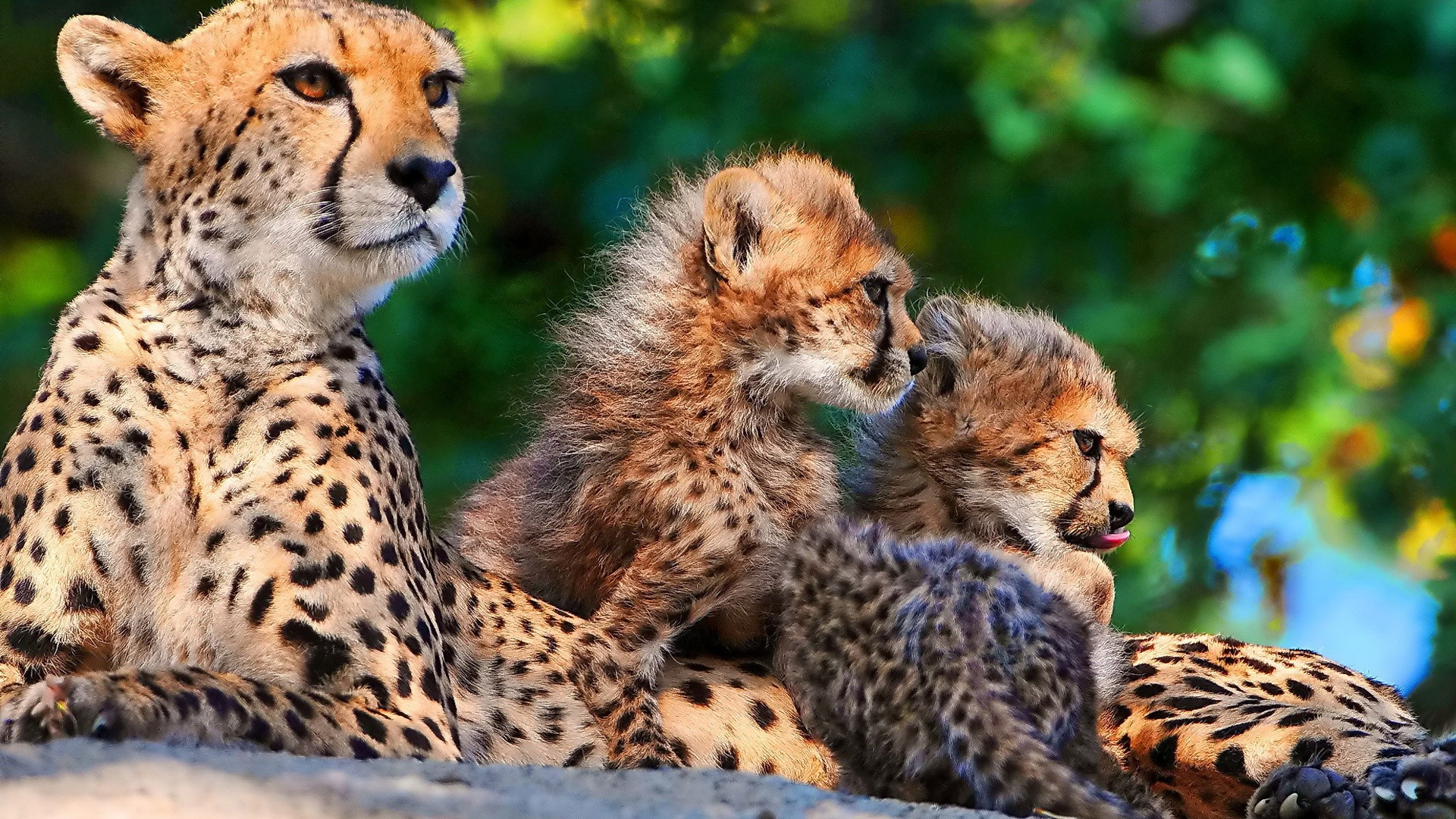 1920x1080 animals, Cheetahs, Wild, Animals, Big, Cats Wallpapers HD / Desktop and Mobile Backgrounds