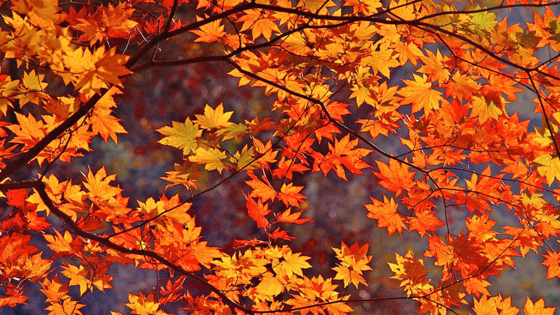 1920x1080 Autumn Trees Leaves Wallpapers