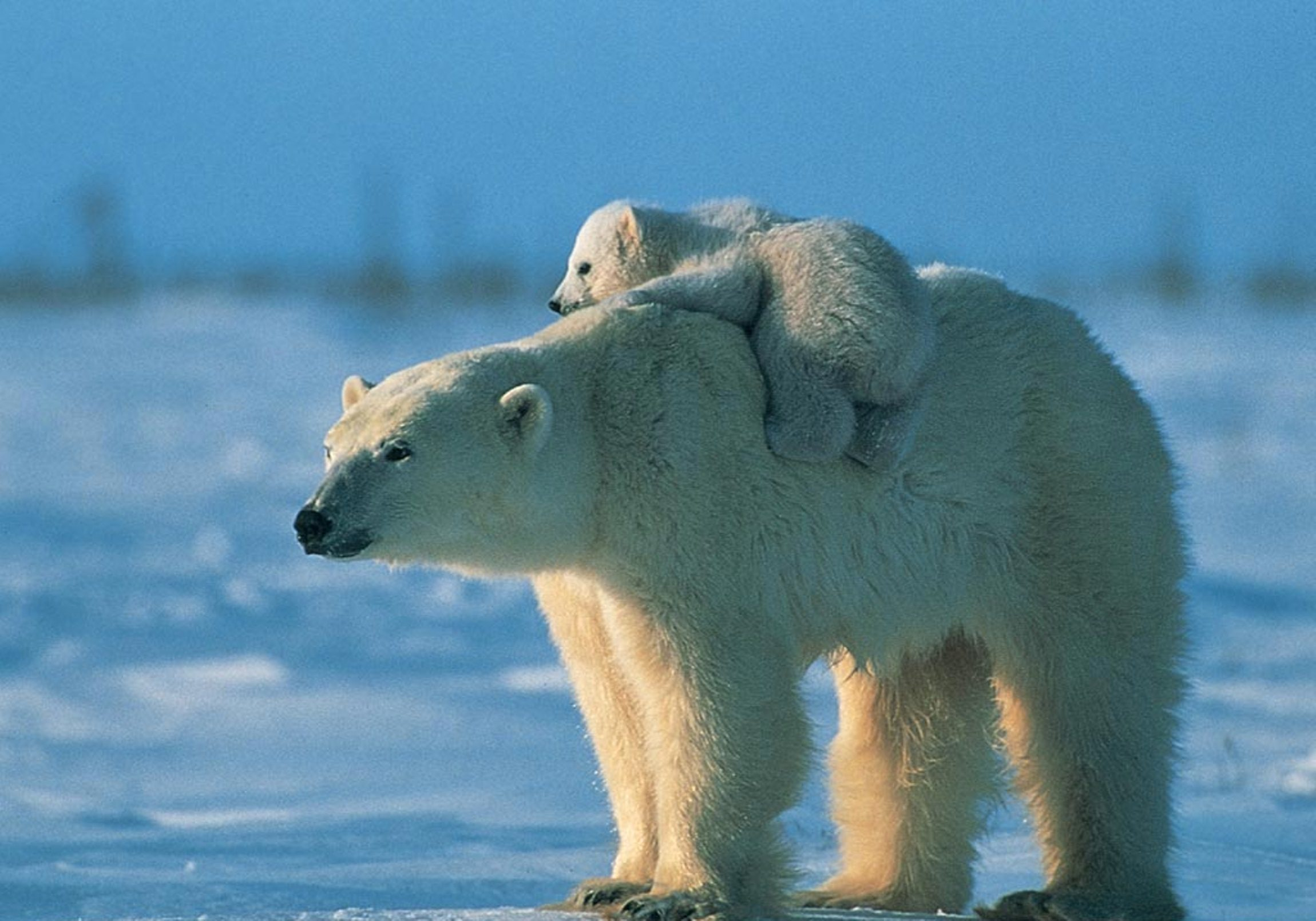 2300x1610 560+ Polar Bear HD Wallpapers and Backgrounds