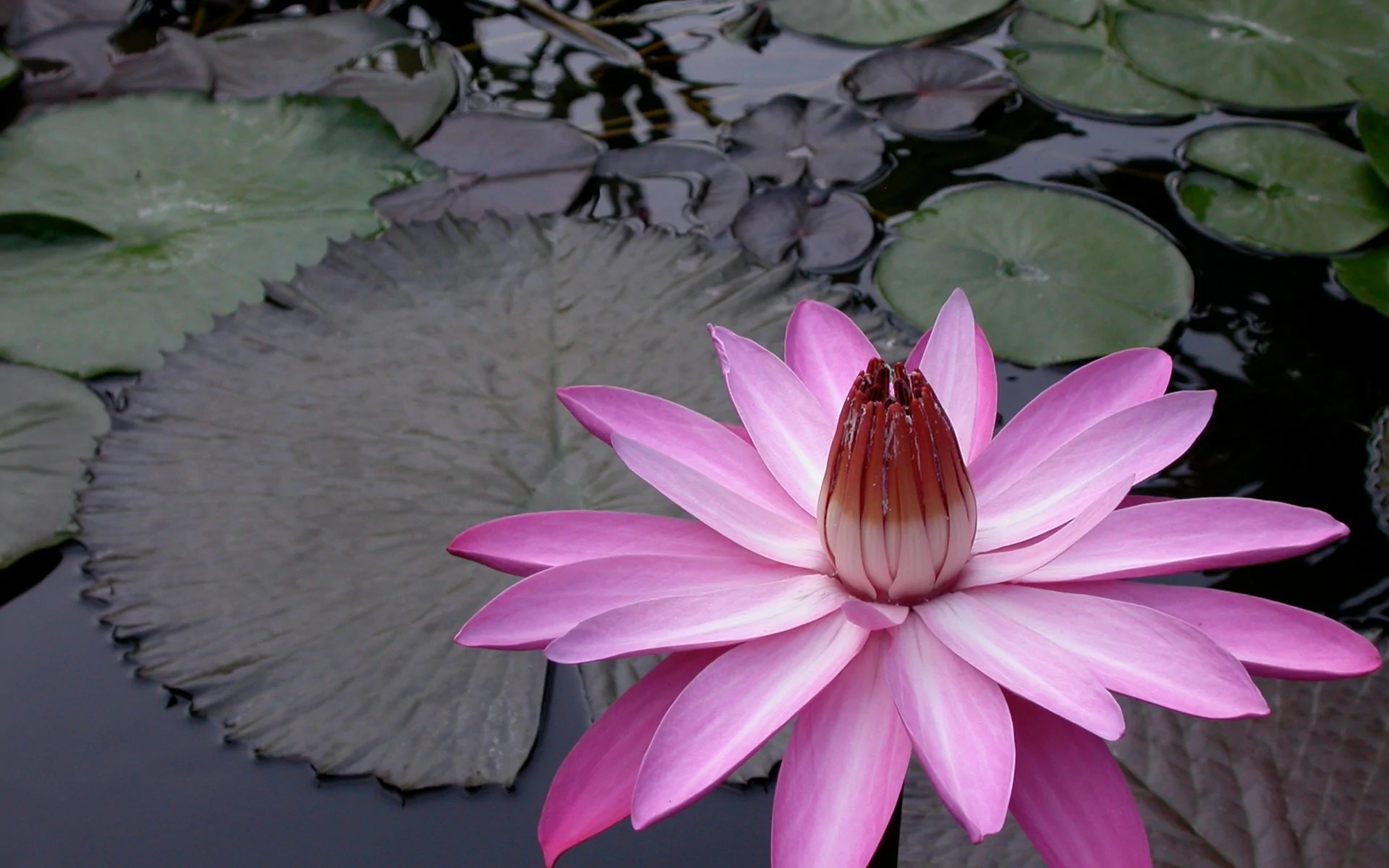 1920x1200 Pink Night-Blooming Water Lily &acirc;&#128;&#147; Loch Ness Water Gardens