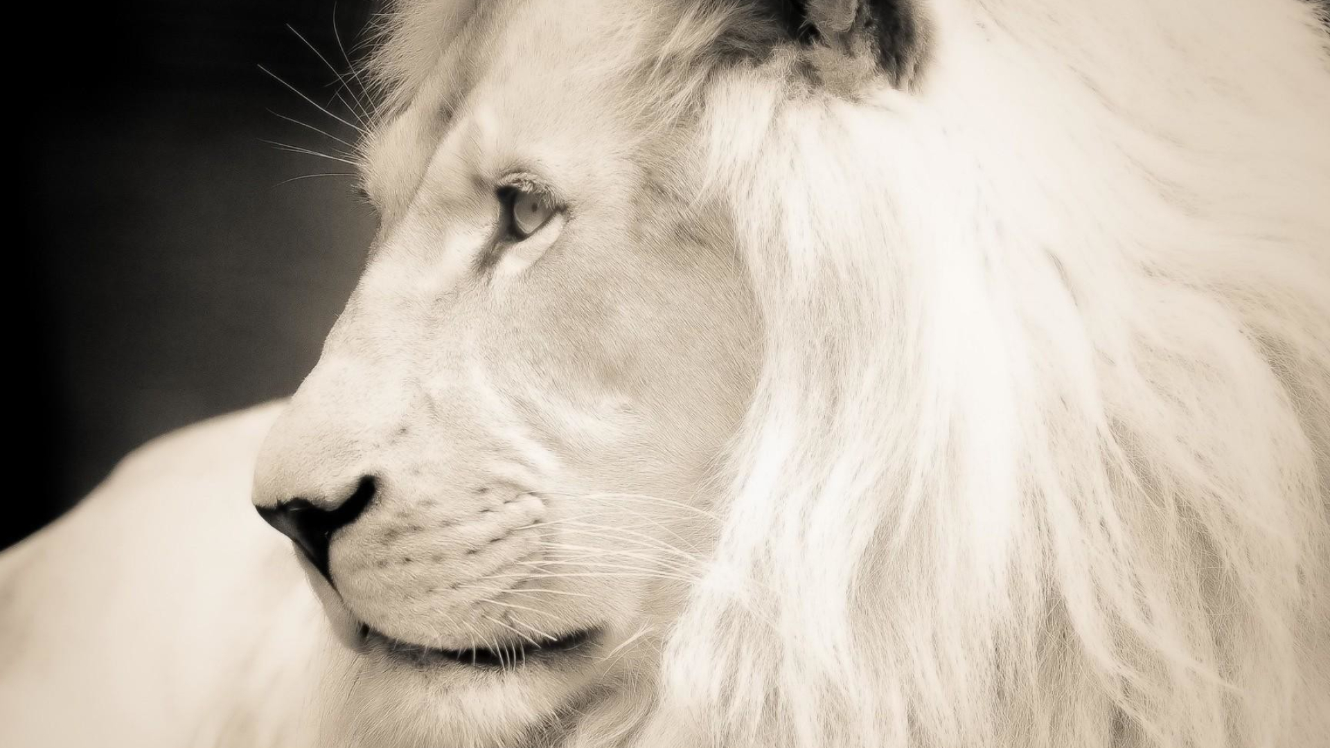 1920x1080 White Lion Wallpaper (65+ pictures