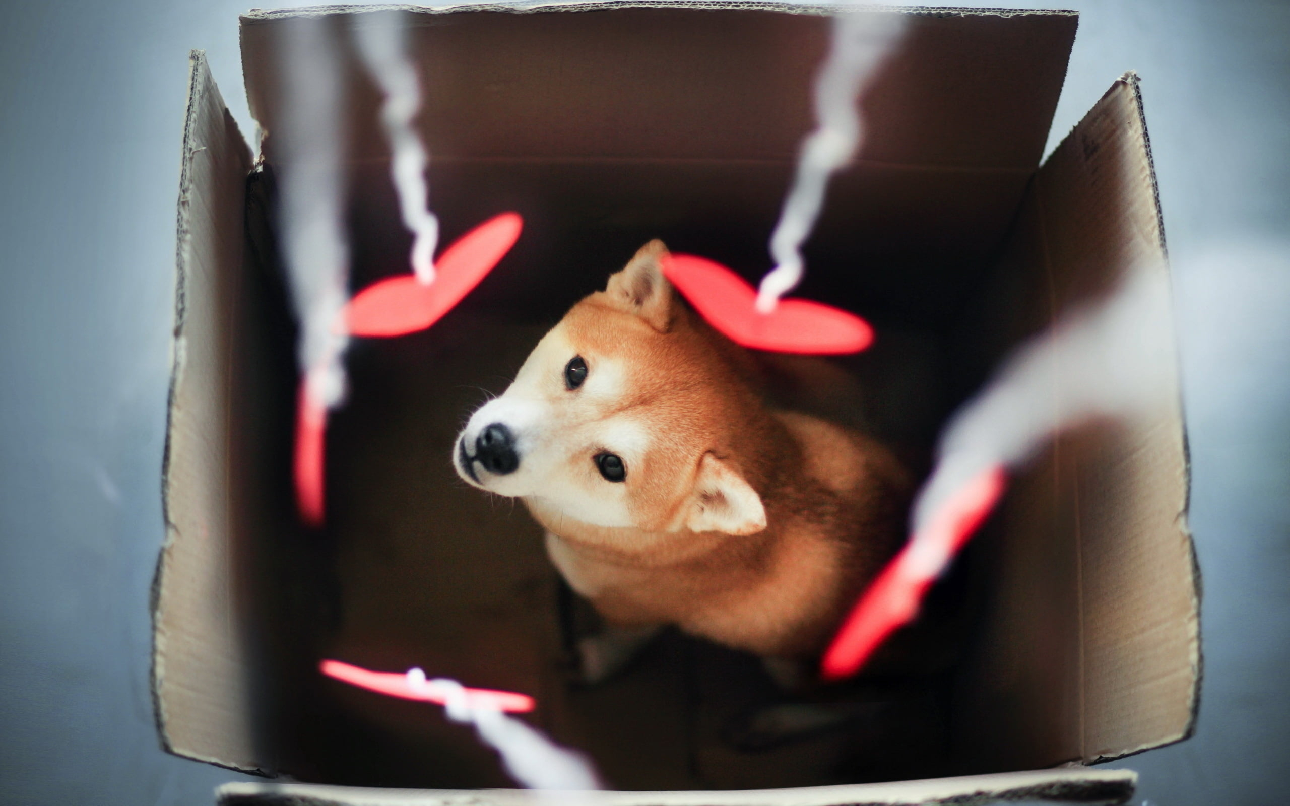 2560x1600 Tan Shiba Inu puppy HD wallpaper