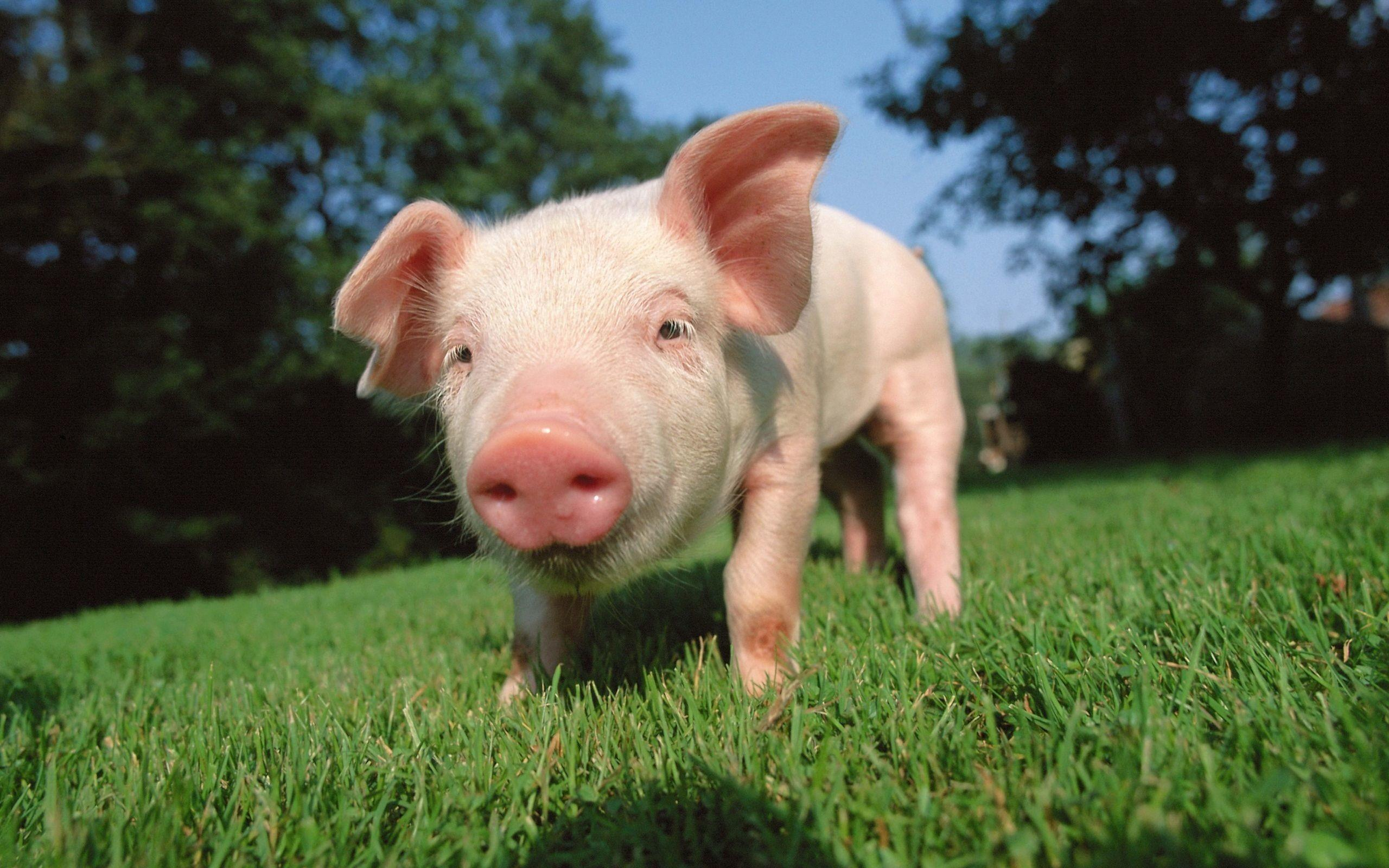 2560x1600 Free Pig Wallpapers