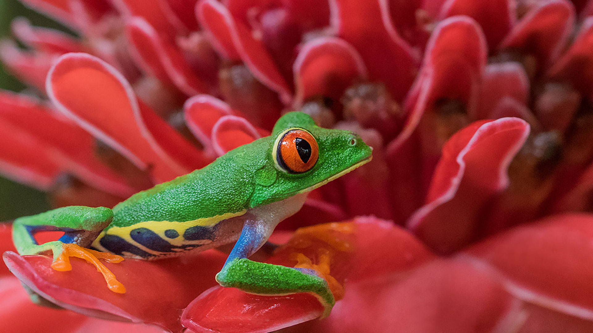 1920x1080 Amphibians Red Eyed Tree Frog The Red Flower 4k Wallpaper Eyecandy for your XFCE-Desktop
