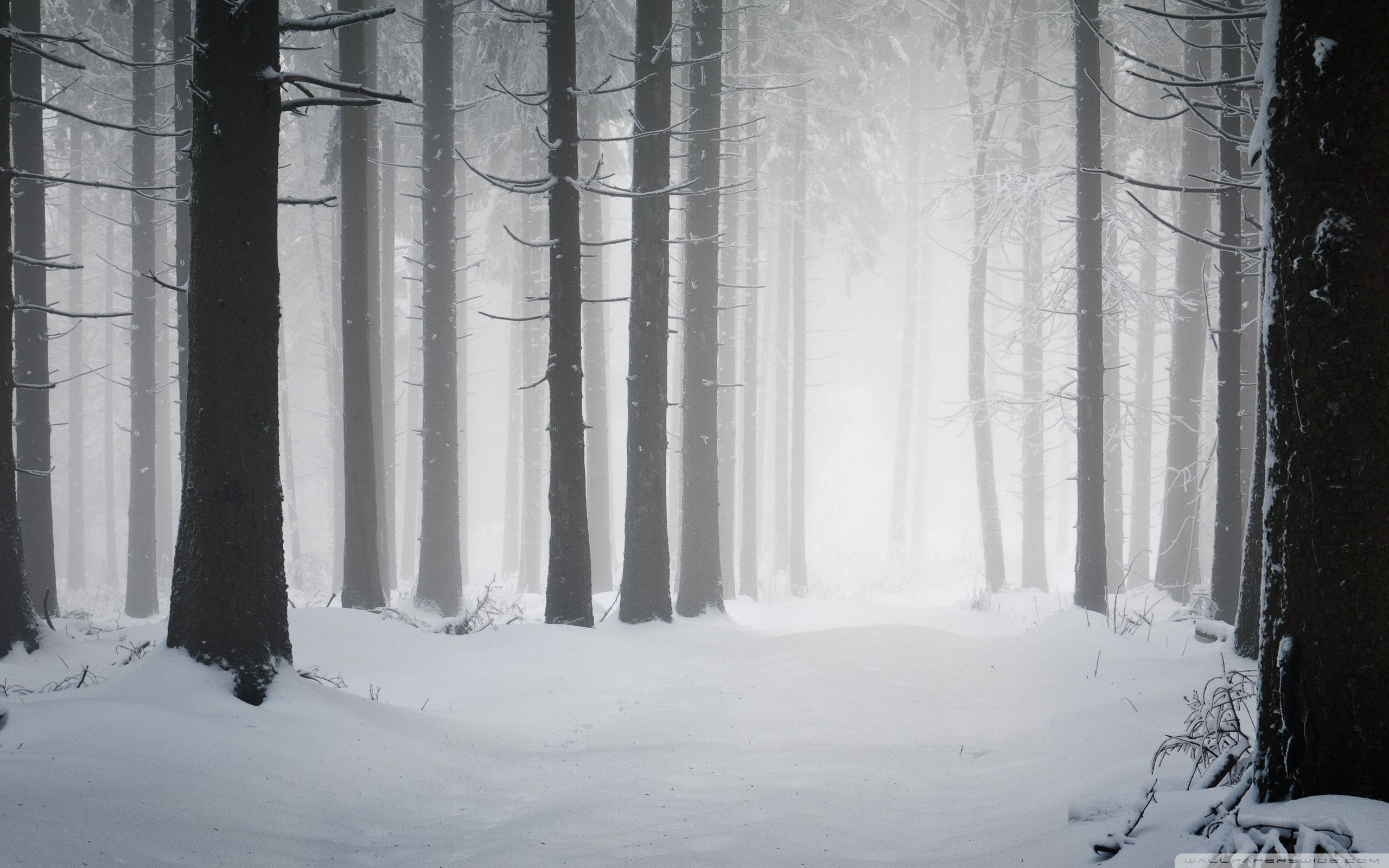 2560x1600 Winter Forest Wallpapers Top Free Winter Forest Backgrounds
