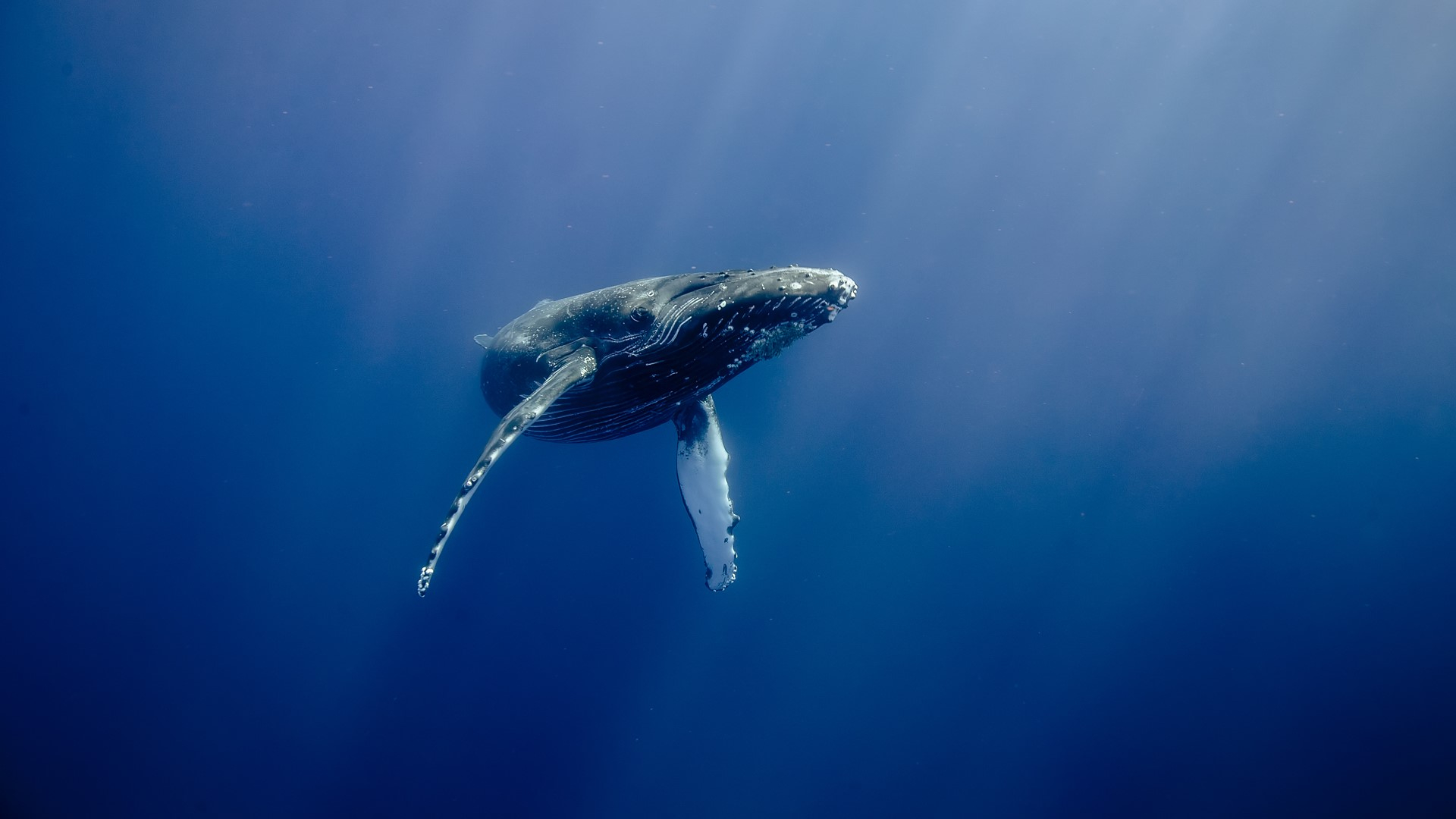 1920x1080 Humpback Whale (Megaptera novaeangliae), Hawaii, USA | Windows 10 Spotlight Images