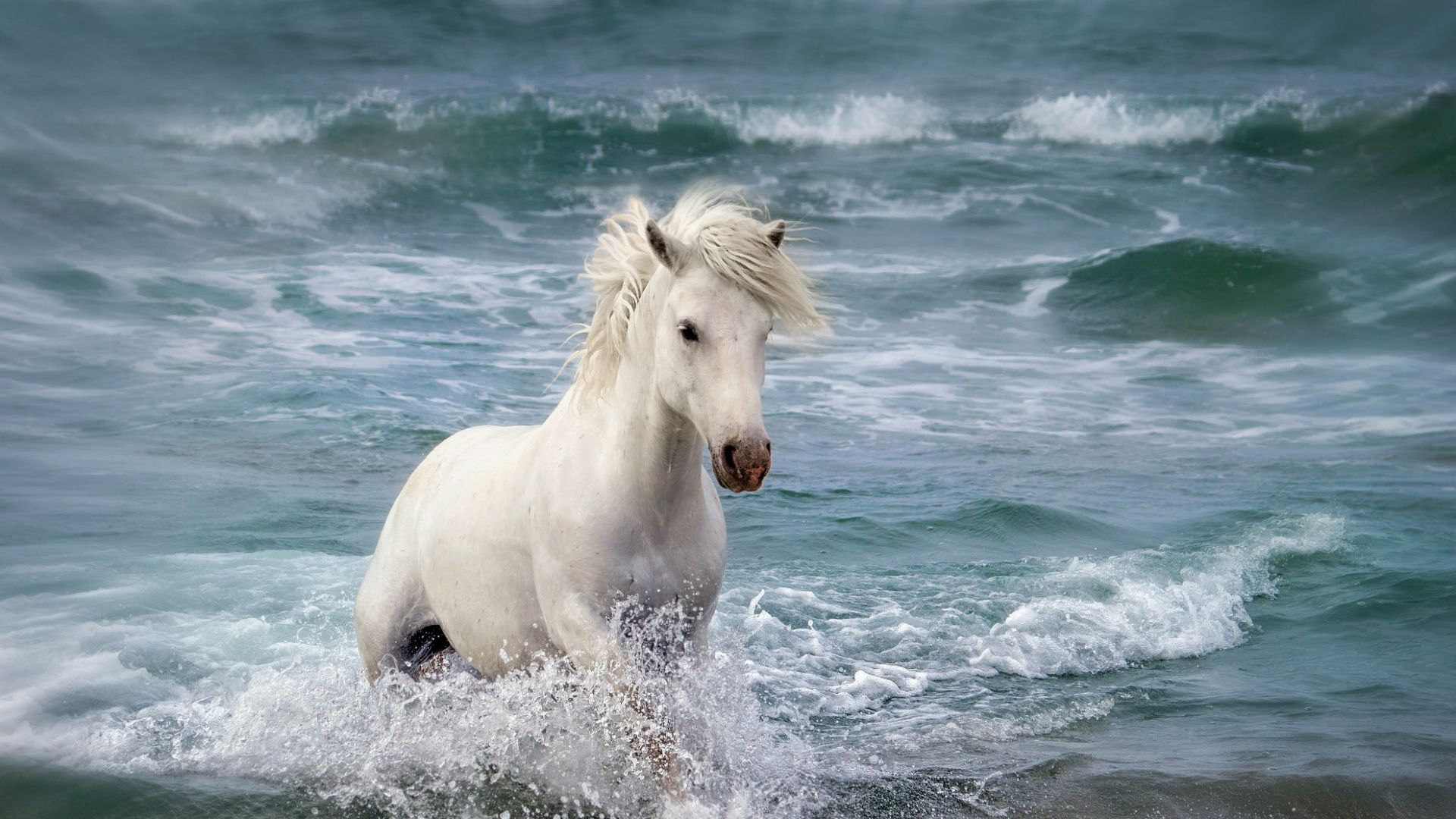 1920x1080 Desktop Wallpaper White Horse Running At Beach, Hd Image, Picture, Background, 6pppda