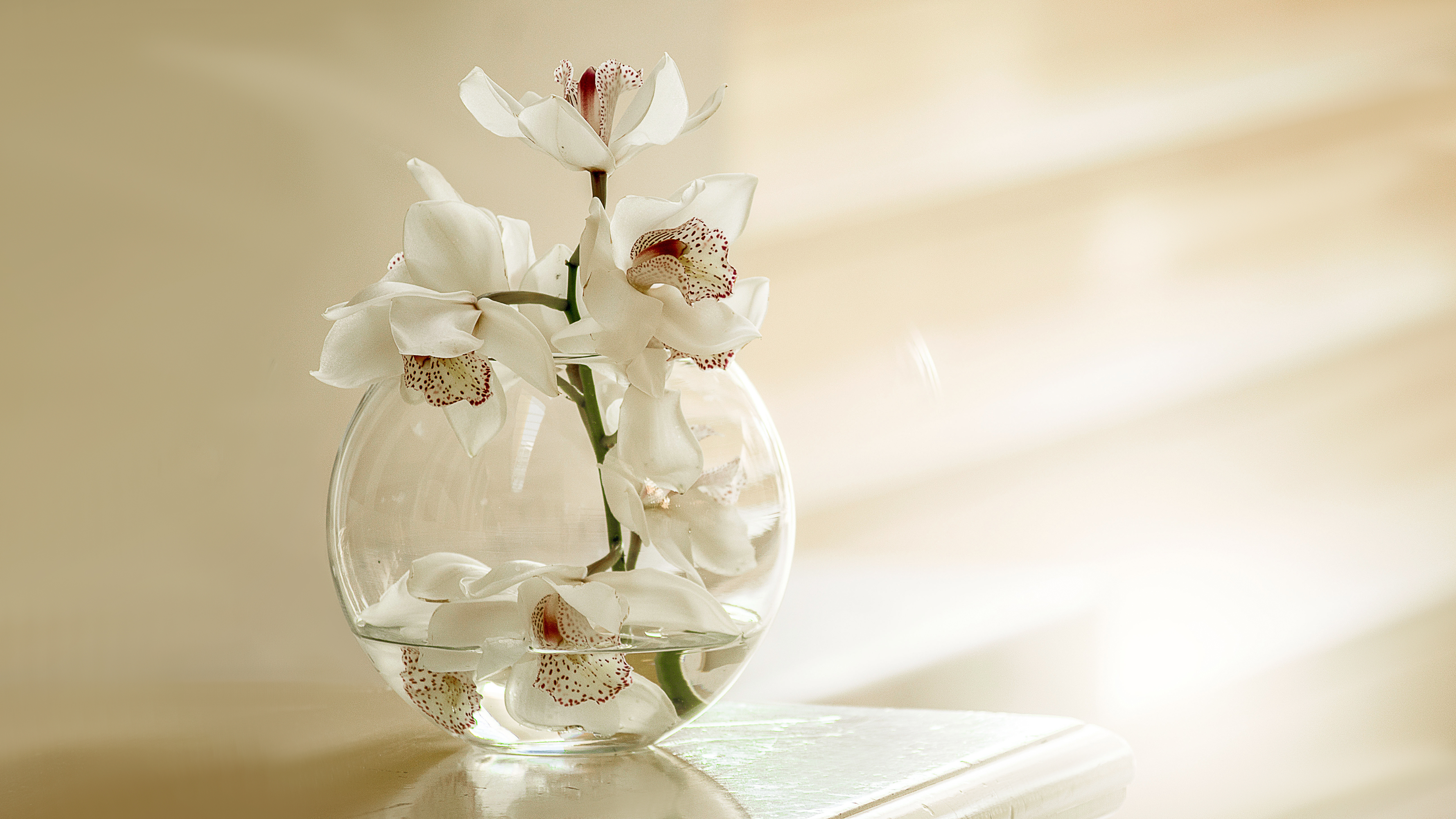 3840x2160 White Orchid Flowers 4K Wallpaper | 3840 x 2160 px