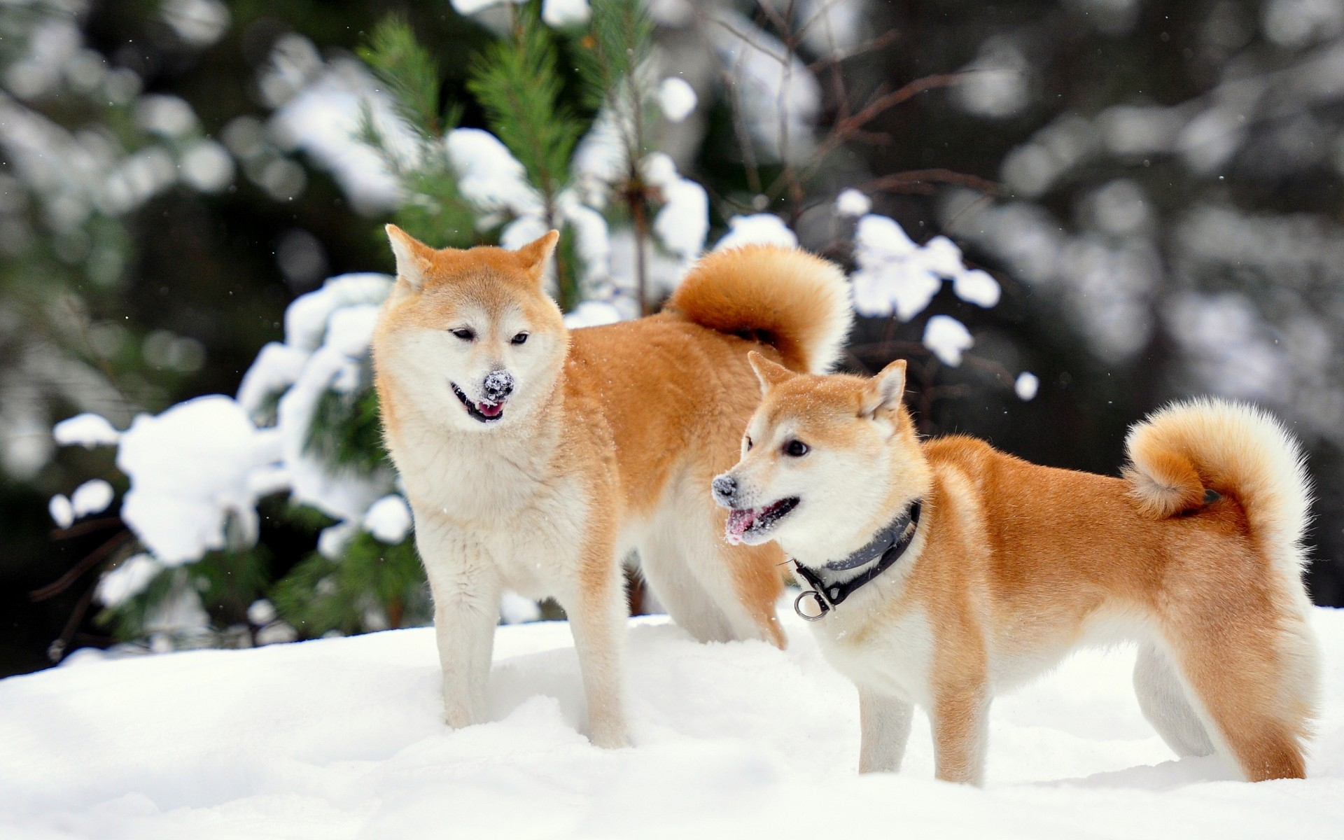 1920x1200 shiba, Inu, Winter, Snow Wallpapers HD / Desktop and Mobile Backgrounds