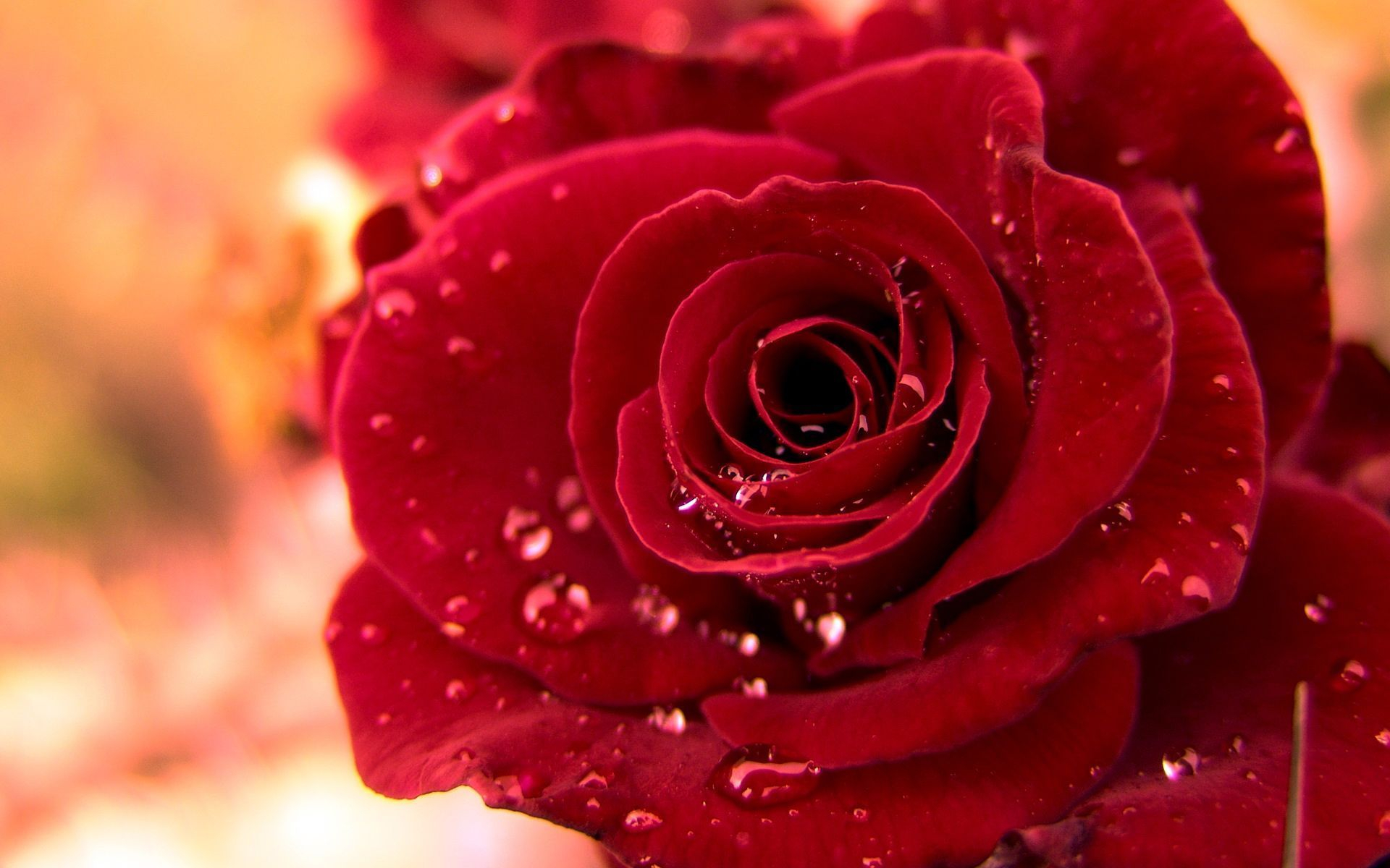 1920x1200 Most Beautiful Rose Flowers Wallpapers