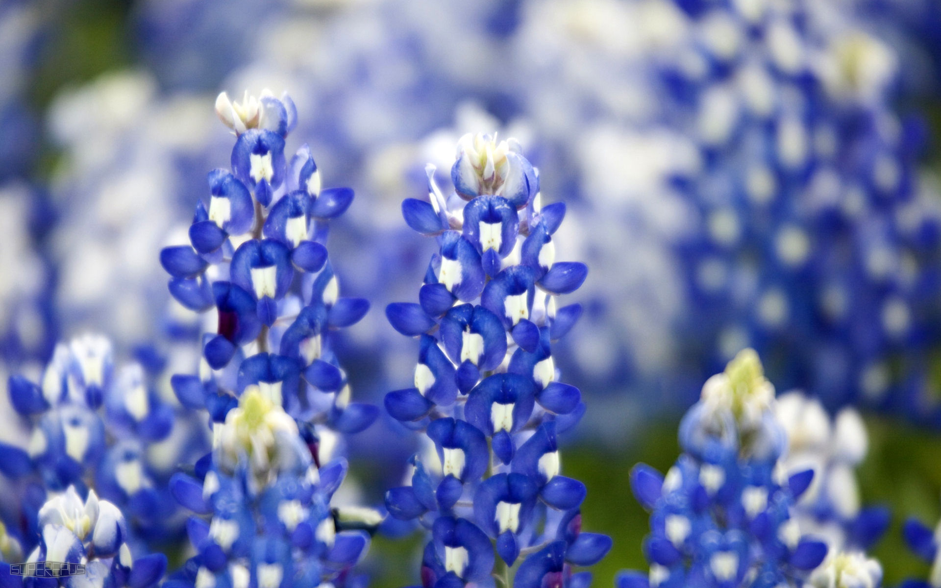 1920x1200 Free download HD Wallpaper and Desktop Background Search [] for your Desktop, Mobile \u0026 Tablet | Explore 41+ Picture of Bluebonnets for Wallpaper | Bluebonnet Wallpaper, Bluebonnet Wallpaper Desktop High Resolution, Bluebonnet Wallpaper Desktop