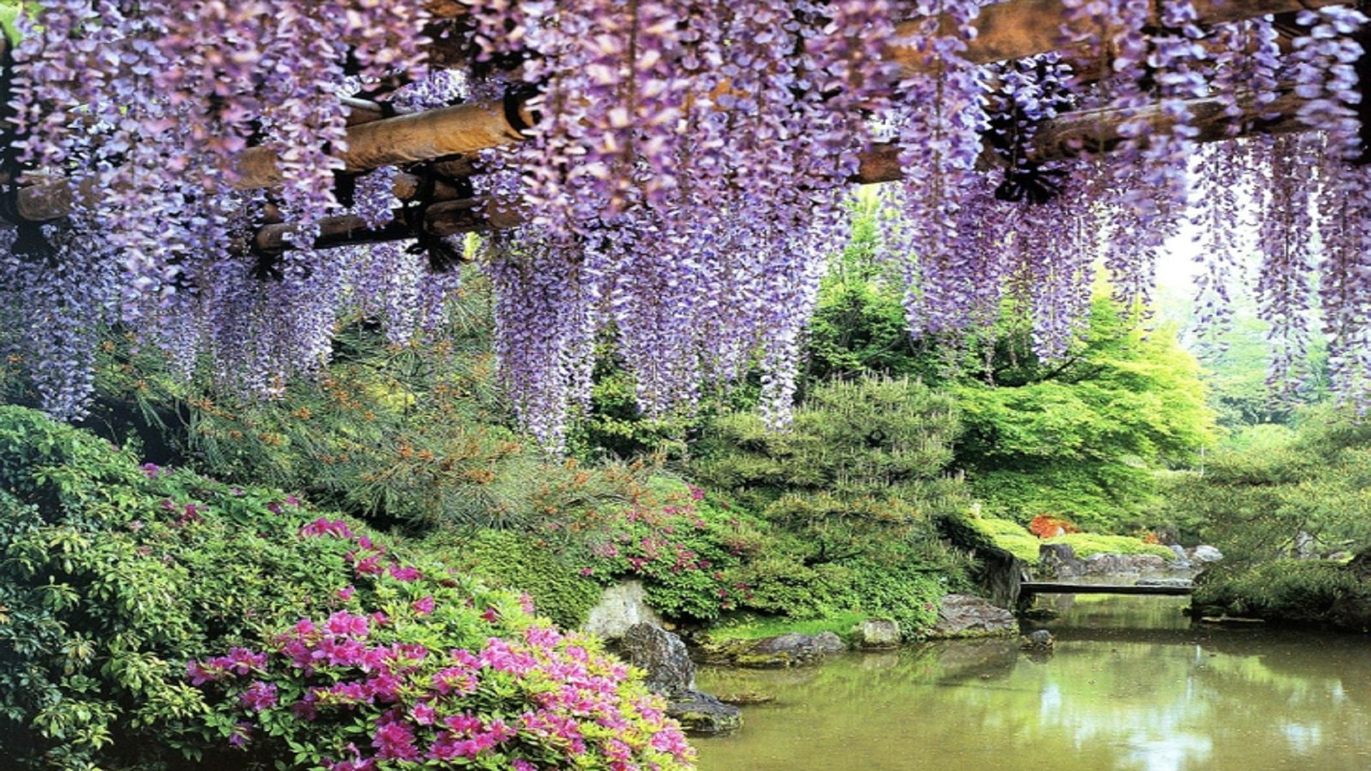 1920x1080 flowers garden pond wisteria-hd-wallpapers-free | Wisteria tree, Dream garden, Japanese garde