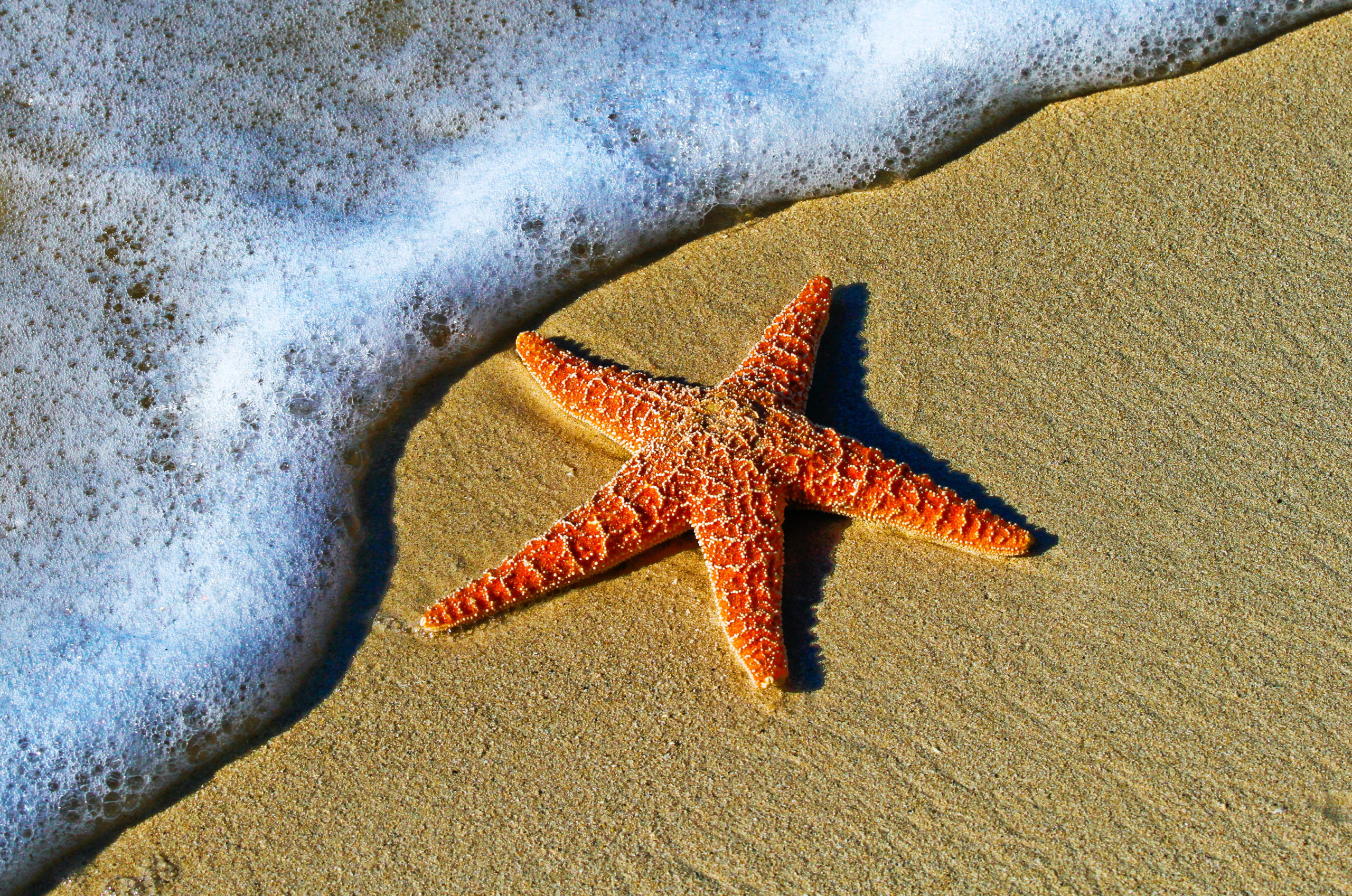 2560x1697 Starfish on a sand beach in Key West, United States Beach Wallpapers