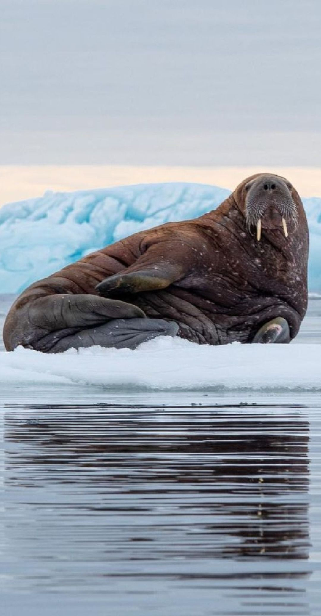 1080x2069 The walrus | Walrus, Animals