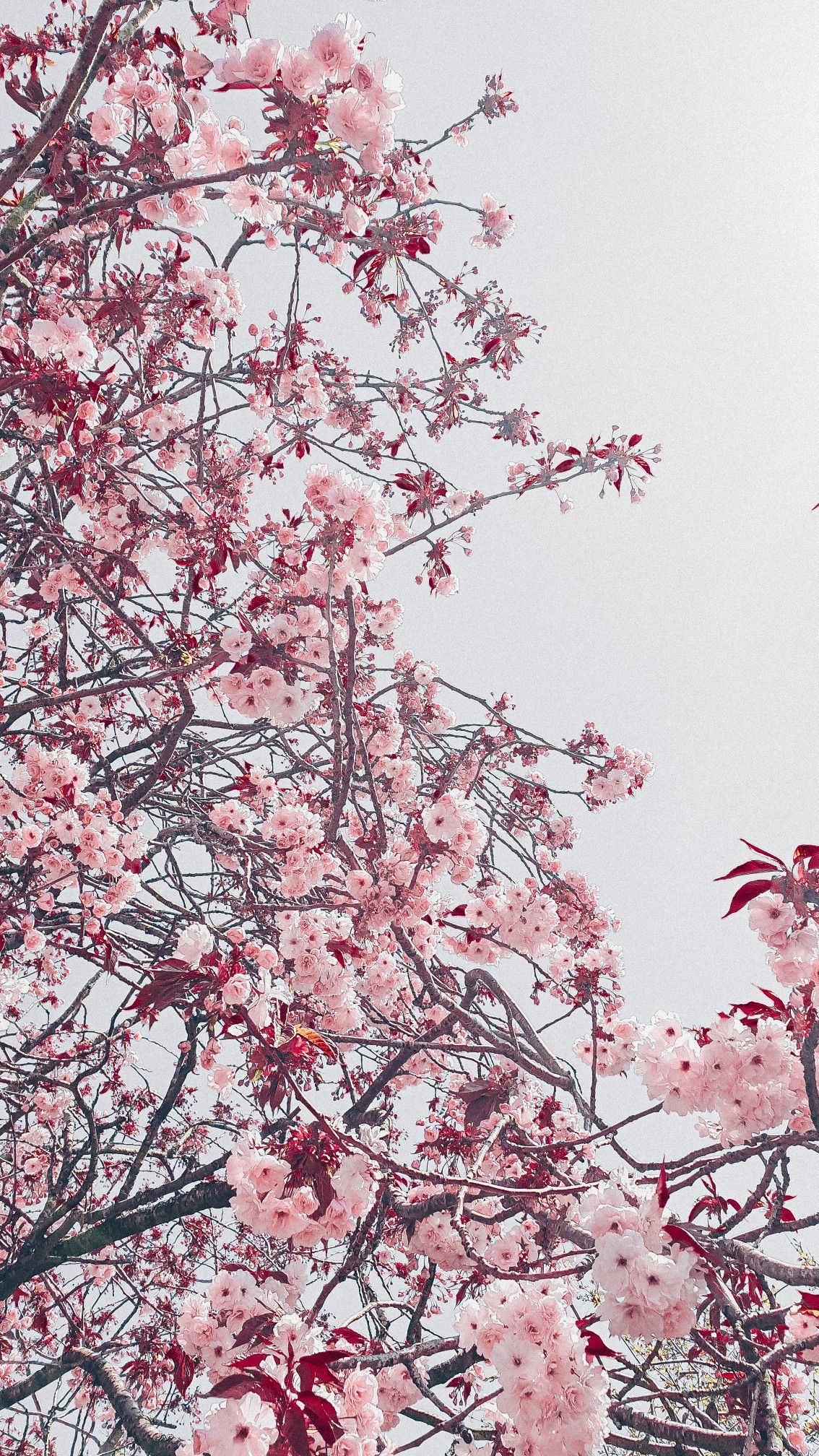 1134x2016 Cherry blossom aesthetic gray pink sakura | Cherry blossom wallpaper, Cherry blossom wallpaper iphone, Cherry blossom japa