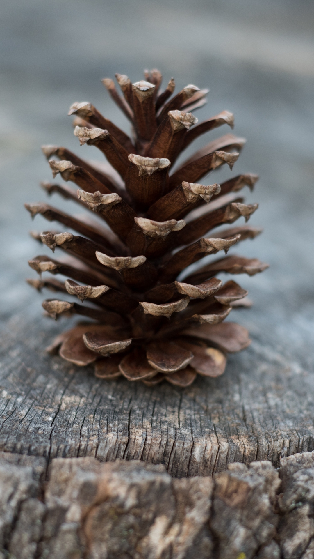 1080x1920 Pine Cone Phone Wallpaper Mobile Abyss