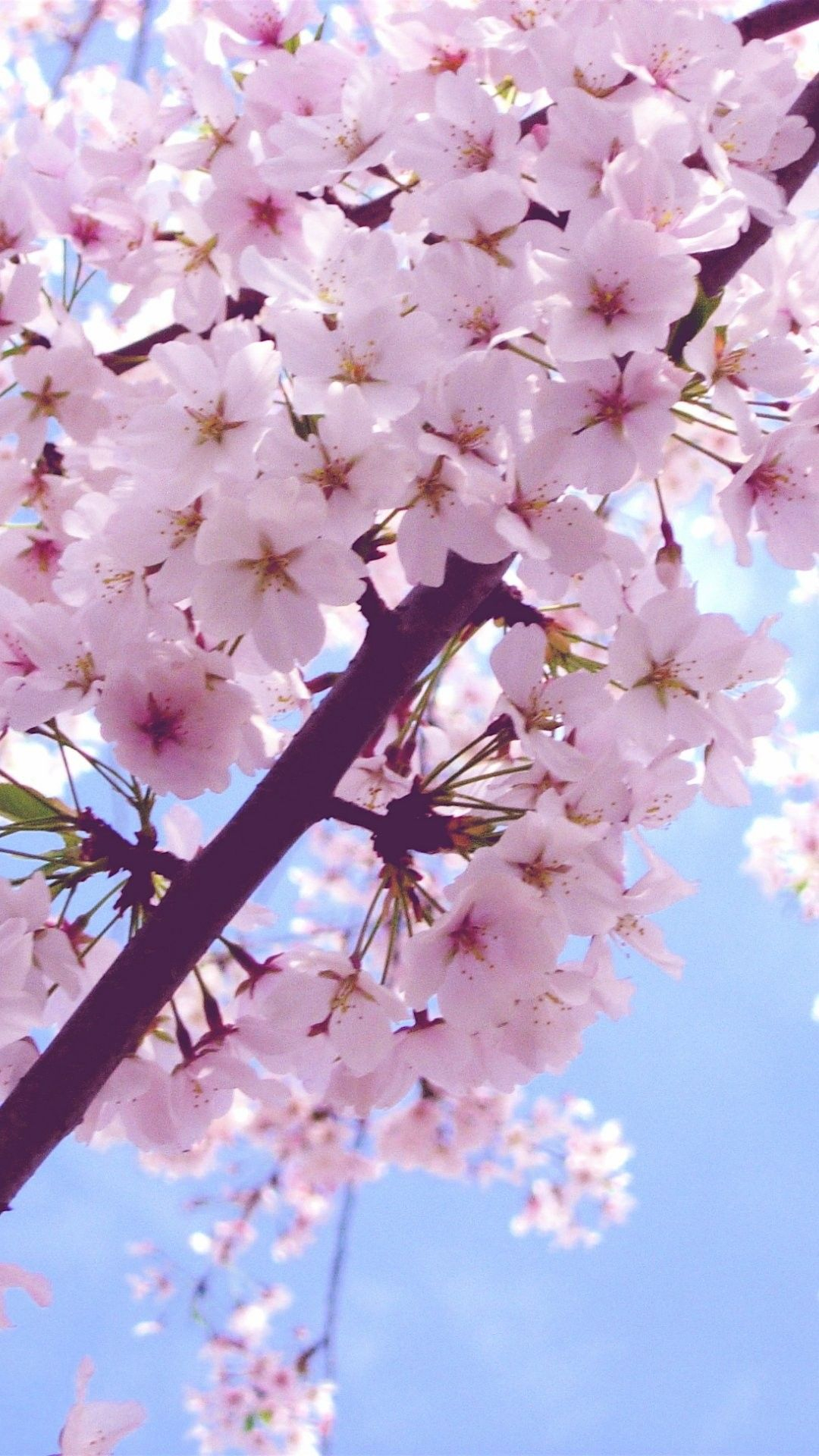 1080x1920 Cherry Blossom Wallpaper