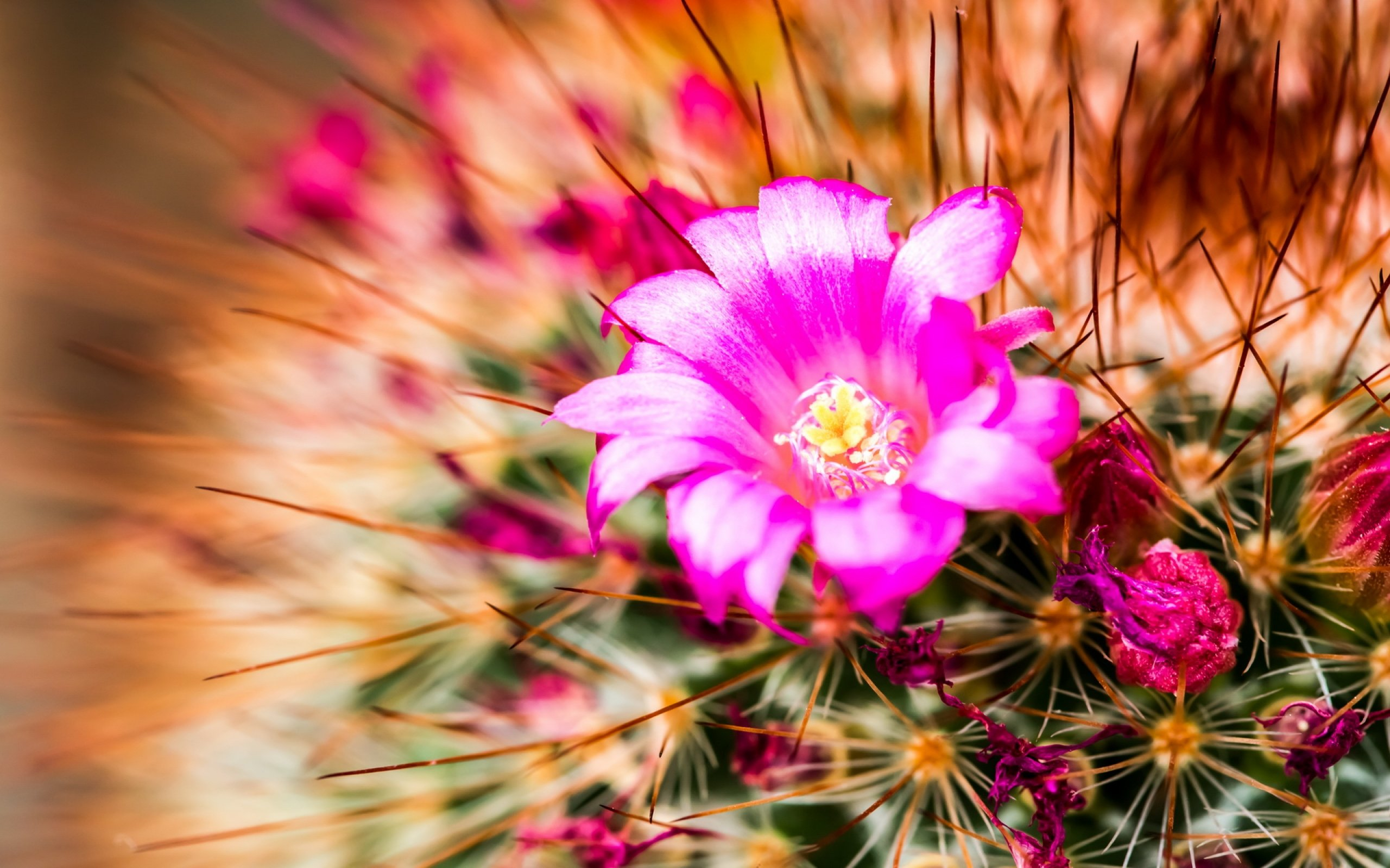 2560x1600 cactus, Flower, Bokeh, Desert, Plant, Nature, Landscape Wallpapers HD / Desktop and Mobile Backgrounds