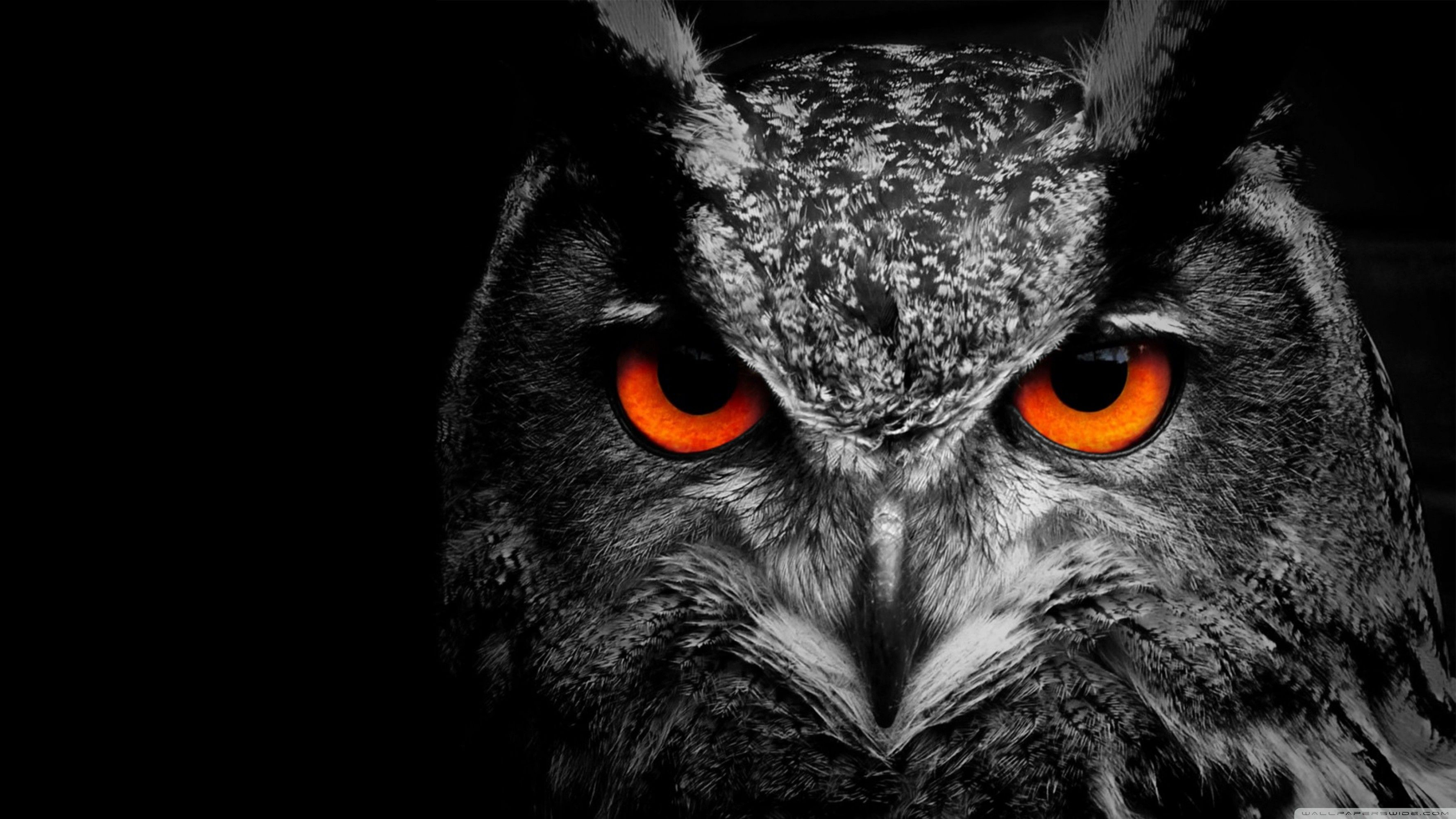 3554x1999 Owl Laptop Wallpapers Top Free Owl Laptop Backgrounds