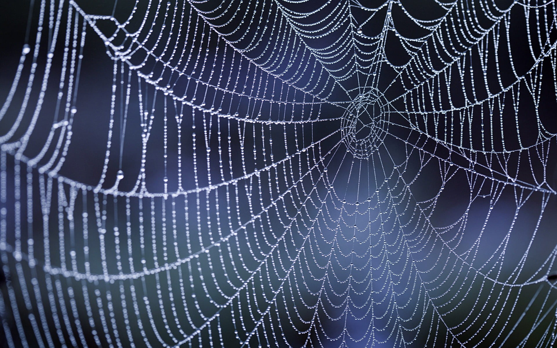 1920x1200 Spider web, nature, dew, water drops, spiderwebs HD wallpaper | Wallpaper Flare