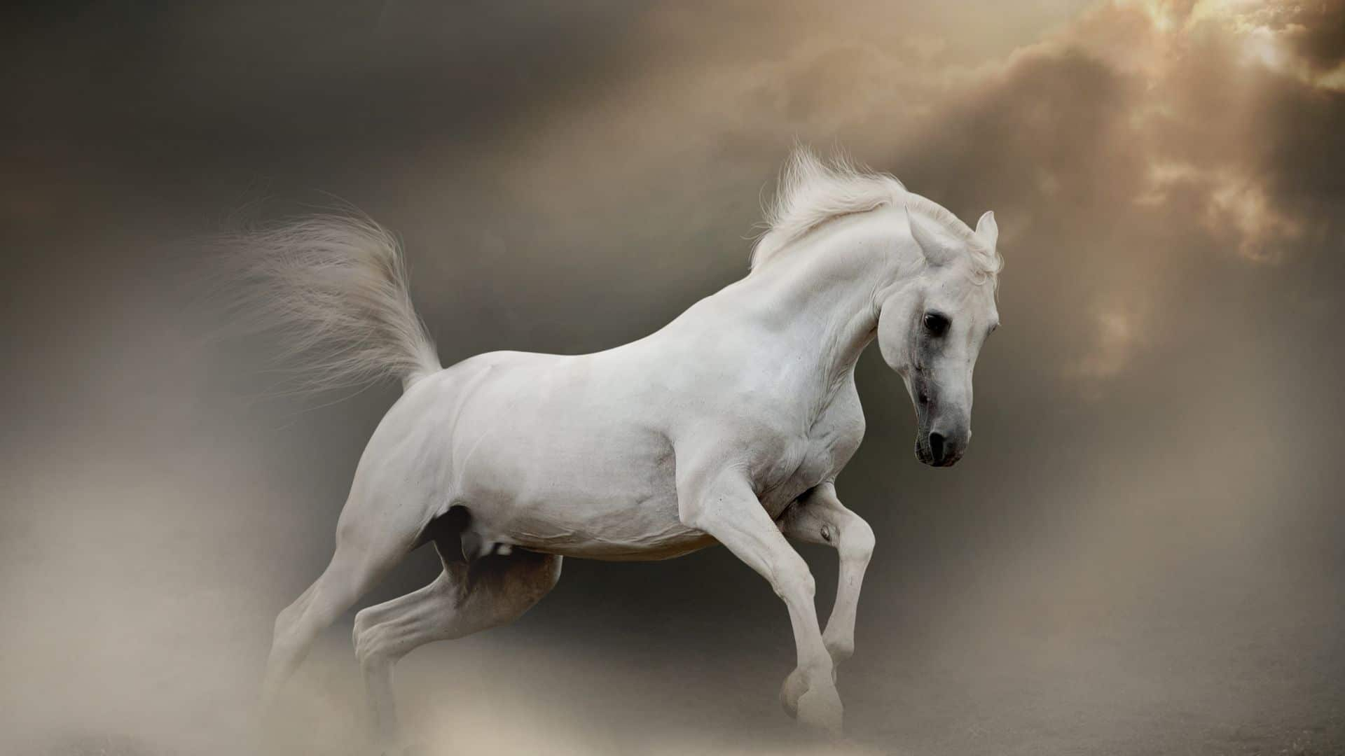 1920x1080 Good Names For White Horses: Mares, Stallions, And Geldings