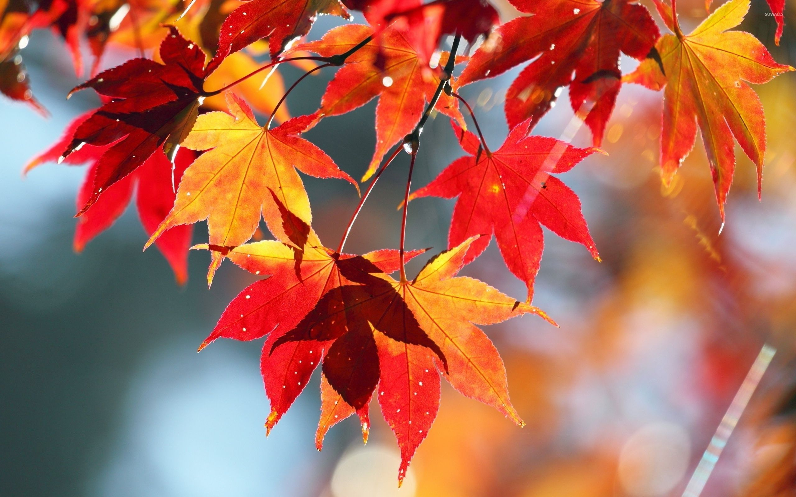 2560x1600 Maple Leaves Wallpapers