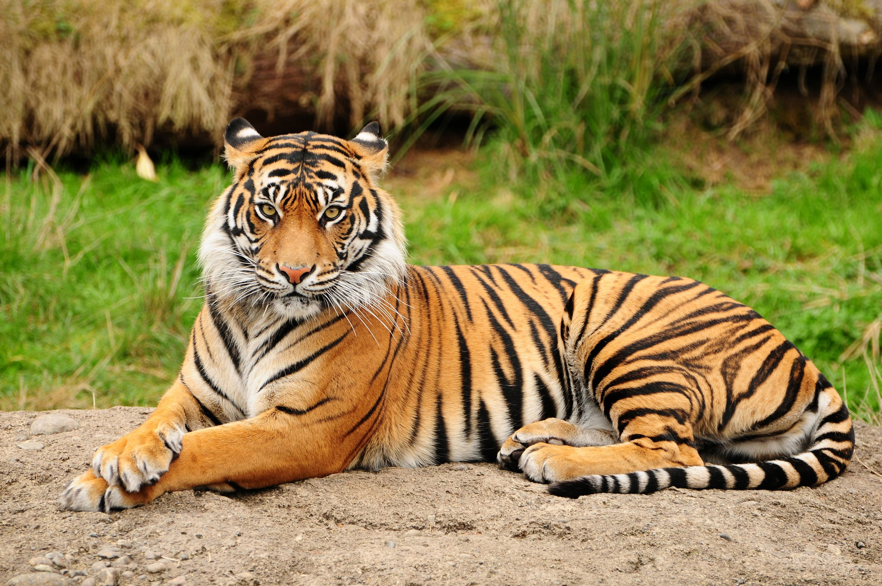 3011x2000 Bengal Tiger Wallpapers Top Free Bengal Tiger Backgrounds