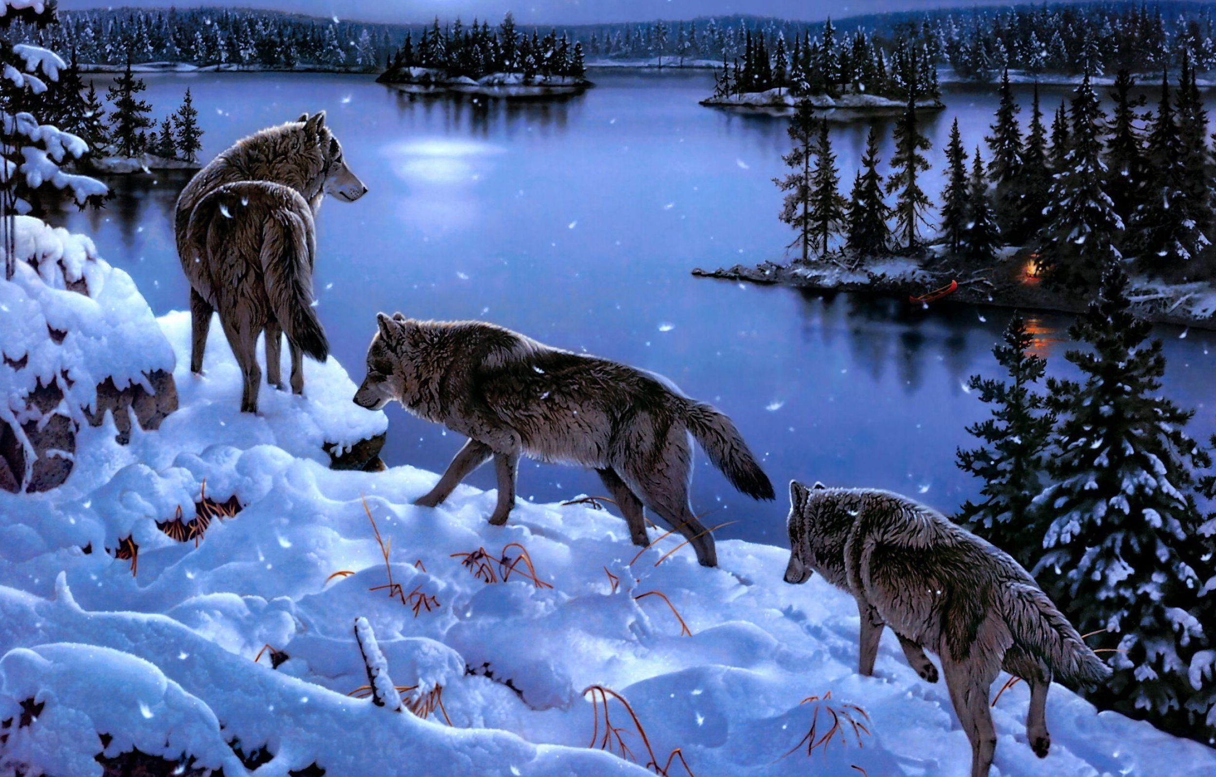 2496x1595 Animated Wolf Art Wallpapers | Wolf Pack Wallpapers | Wolf photos, Wolf wallpaper, Animals