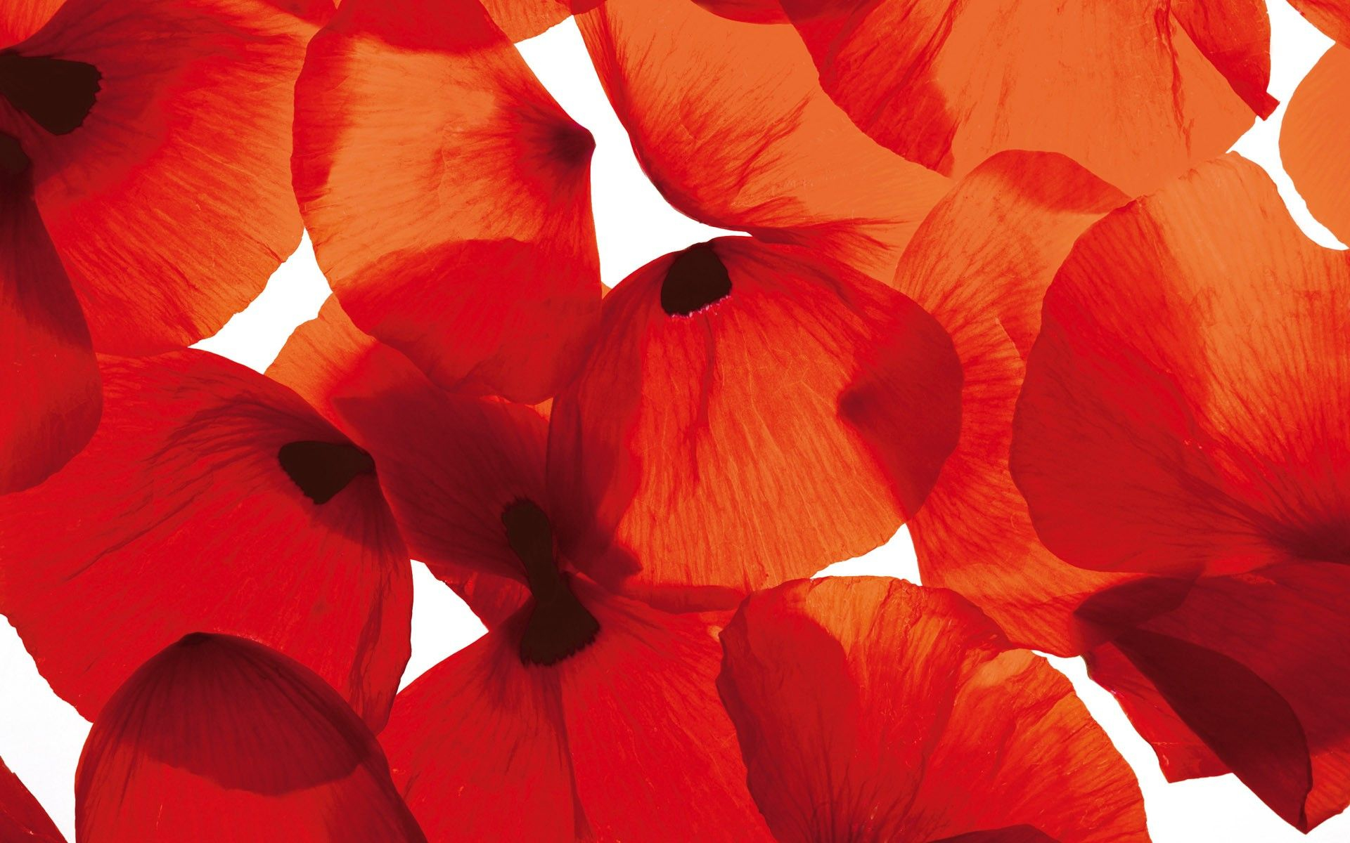 1920x1200 Download Poppy Flowers 14014 px High Resolution Wallpaper | Poppy wallpaper, Poppy flower, Poppies