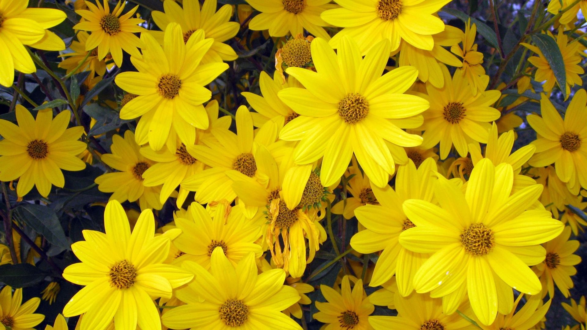 1920x1080 women are like flowers | Yellow spring flowers, Spring flowers wallpaper, Flower background wallpaper