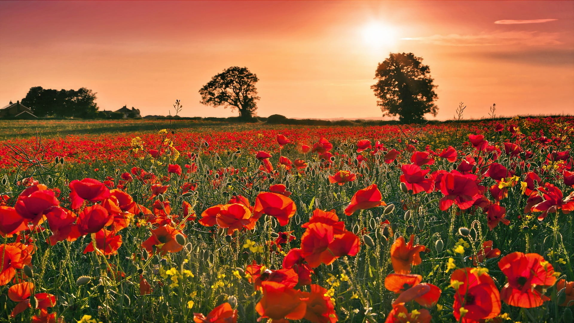 1920x1080 Red poppy flower field during sunset HD wallpaper